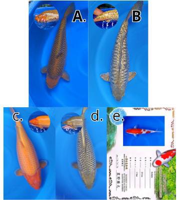 Lelang Koi Online, Jual Beli Ikan Koi, Pasar Koi Terbaik, Agen Lelang Koi, Penawaran Koi Berkualitas, Harga Jual Koi, Lelang Ikan Koi Import, Beli Koi Online, Jual Koi Murah, Koi Showroom, Penjual Koi Terpercaya, Lelang Koi Jakarta, Jual Koi Lokal, Koi Kualitas Unggul, Harga Terbaik Koi, Jual Koi Indukan, Lelang Ikan Hias Koi, Pasar Koi Indonesia, Beli Koi Berkualitas Tinggi, Koi Farm Terbesar, Jual Beli Koi Impor, Lelang Ikan Koi Kualitas Premium, Daftar Harga Koi Terbaru, Pusat Jual Beli Koi, Info Lelang Koi Hari Ini.