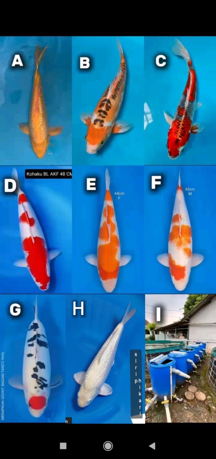 Lelang Koi Online, Jual Beli Ikan Koi, Pasar Koi Terbaik, Agen Lelang Koi, Penawaran Koi Berkualitas, Harga Jual Koi, Lelang Ikan Koi Import, Beli Koi Online, Jual Koi Murah, Koi Showroom, Penjual Koi Terpercaya, Lelang Koi Jakarta, Jual Koi Lokal, Koi Kualitas Unggul, Harga Terbaik Koi, Jual Koi Indukan, Lelang Ikan Hias Koi, Pasar Koi Indonesia, Beli Koi Berkualitas Tinggi, Koi Farm Terbesar, Jual Beli Koi Impor, Lelang Ikan Koi Kualitas Premium, Daftar Harga Koi Terbaru, Pusat Jual Beli Koi, Info Lelang Koi Hari Ini.