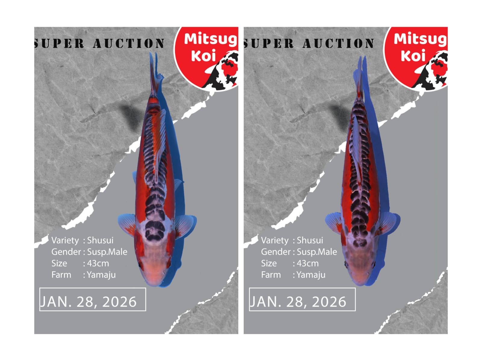 Lelang Koi Online, Jual Beli Ikan Koi, Pasar Koi Terbaik, Agen Lelang Koi, Penawaran Koi Berkualitas, Harga Jual Koi, Lelang Ikan Koi Import, Beli Koi Online, Jual Koi Murah, Koi Showroom, Penjual Koi Terpercaya, Lelang Koi Jakarta, Jual Koi Lokal, Koi Kualitas Unggul, Harga Terbaik Koi, Jual Koi Indukan, Lelang Ikan Hias Koi, Pasar Koi Indonesia, Beli Koi Berkualitas Tinggi, Koi Farm Terbesar, Jual Beli Koi Impor, Lelang Ikan Koi Kualitas Premium, Daftar Harga Koi Terbaru, Pusat Jual Beli Koi, Info Lelang Koi Hari Ini.