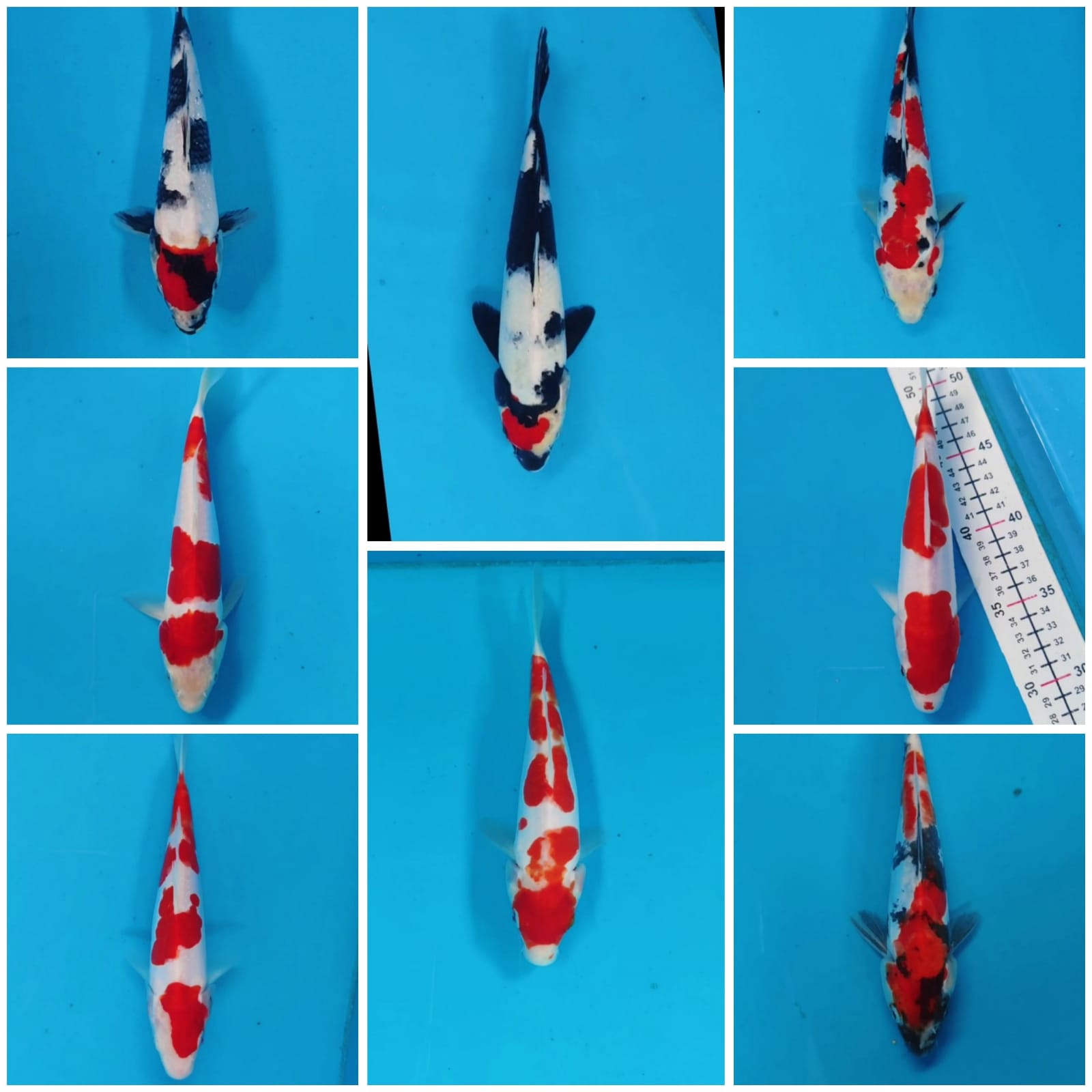 Lelang Koi Online, Jual Beli Ikan Koi, Pasar Koi Terbaik, Agen Lelang Koi, Penawaran Koi Berkualitas, Harga Jual Koi, Lelang Ikan Koi Import, Beli Koi Online, Jual Koi Murah, Koi Showroom, Penjual Koi Terpercaya, Lelang Koi Jakarta, Jual Koi Lokal, Koi Kualitas Unggul, Harga Terbaik Koi, Jual Koi Indukan, Lelang Ikan Hias Koi, Pasar Koi Indonesia, Beli Koi Berkualitas Tinggi, Koi Farm Terbesar, Jual Beli Koi Impor, Lelang Ikan Koi Kualitas Premium, Daftar Harga Koi Terbaru, Pusat Jual Beli Koi, Info Lelang Koi Hari Ini.