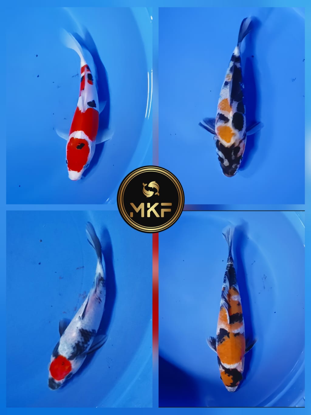 Lelang Koi Online, Jual Beli Ikan Koi, Pasar Koi Terbaik, Agen Lelang Koi, Penawaran Koi Berkualitas, Harga Jual Koi, Lelang Ikan Koi Import, Beli Koi Online, Jual Koi Murah, Koi Showroom, Penjual Koi Terpercaya, Lelang Koi Jakarta, Jual Koi Lokal, Koi Kualitas Unggul, Harga Terbaik Koi, Jual Koi Indukan, Lelang Ikan Hias Koi, Pasar Koi Indonesia, Beli Koi Berkualitas Tinggi, Koi Farm Terbesar, Jual Beli Koi Impor, Lelang Ikan Koi Kualitas Premium, Daftar Harga Koi Terbaru, Pusat Jual Beli Koi, Info Lelang Koi Hari Ini.