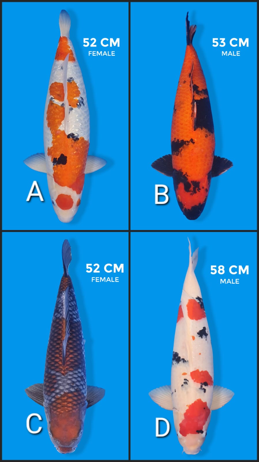 Lelang Koi Online, Jual Beli Ikan Koi, Pasar Koi Terbaik, Agen Lelang Koi, Penawaran Koi Berkualitas, Harga Jual Koi, Lelang Ikan Koi Import, Beli Koi Online, Jual Koi Murah, Koi Showroom, Penjual Koi Terpercaya, Lelang Koi Jakarta, Jual Koi Lokal, Koi Kualitas Unggul, Harga Terbaik Koi, Jual Koi Indukan, Lelang Ikan Hias Koi, Pasar Koi Indonesia, Beli Koi Berkualitas Tinggi, Koi Farm Terbesar, Jual Beli Koi Impor, Lelang Ikan Koi Kualitas Premium, Daftar Harga Koi Terbaru, Pusat Jual Beli Koi, Info Lelang Koi Hari Ini.