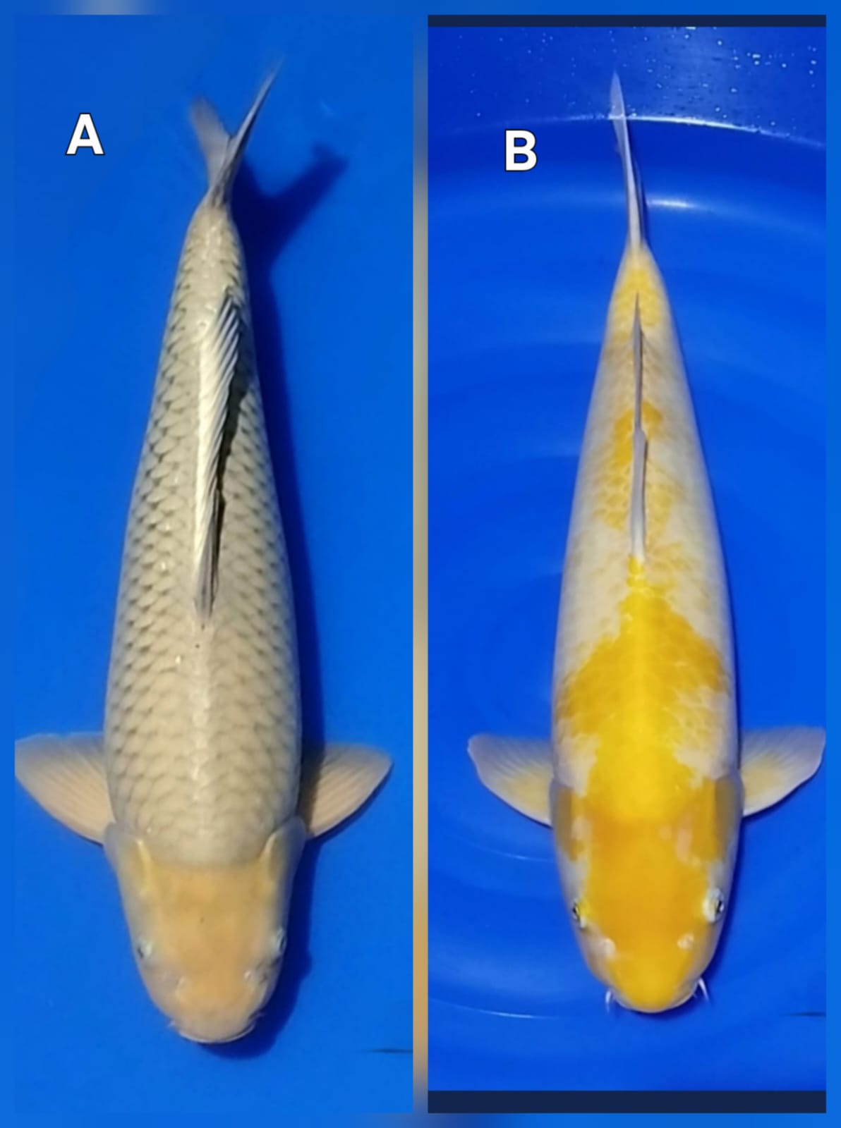 Lelang Koi Online, Jual Beli Ikan Koi, Pasar Koi Terbaik, Agen Lelang Koi, Penawaran Koi Berkualitas, Harga Jual Koi, Lelang Ikan Koi Import, Beli Koi Online, Jual Koi Murah, Koi Showroom, Penjual Koi Terpercaya, Lelang Koi Jakarta, Jual Koi Lokal, Koi Kualitas Unggul, Harga Terbaik Koi, Jual Koi Indukan, Lelang Ikan Hias Koi, Pasar Koi Indonesia, Beli Koi Berkualitas Tinggi, Koi Farm Terbesar, Jual Beli Koi Impor, Lelang Ikan Koi Kualitas Premium, Daftar Harga Koi Terbaru, Pusat Jual Beli Koi, Info Lelang Koi Hari Ini.