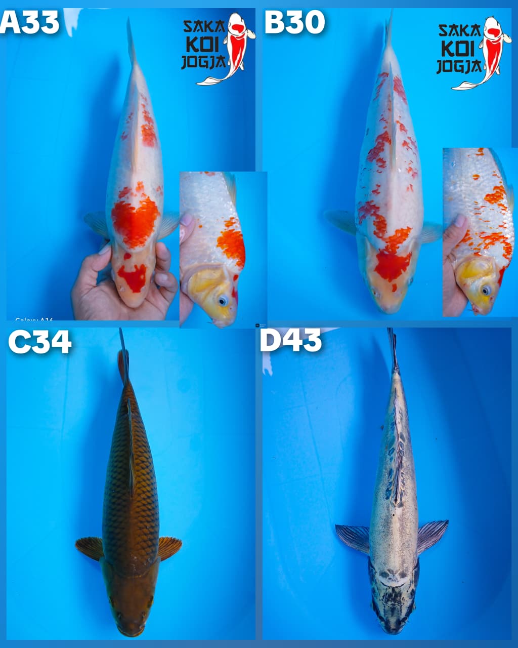 Lelang Koi Online, Jual Beli Ikan Koi, Pasar Koi Terbaik, Agen Lelang Koi, Penawaran Koi Berkualitas, Harga Jual Koi, Lelang Ikan Koi Import, Beli Koi Online, Jual Koi Murah, Koi Showroom, Penjual Koi Terpercaya, Lelang Koi Jakarta, Jual Koi Lokal, Koi Kualitas Unggul, Harga Terbaik Koi, Jual Koi Indukan, Lelang Ikan Hias Koi, Pasar Koi Indonesia, Beli Koi Berkualitas Tinggi, Koi Farm Terbesar, Jual Beli Koi Impor, Lelang Ikan Koi Kualitas Premium, Daftar Harga Koi Terbaru, Pusat Jual Beli Koi, Info Lelang Koi Hari Ini.