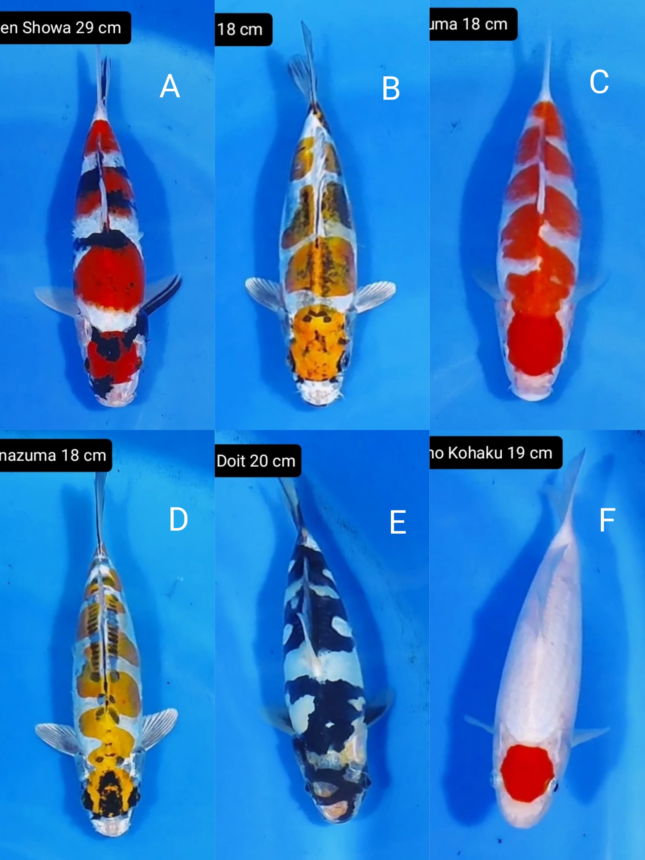 Lelang Koi Online, Jual Beli Ikan Koi, Pasar Koi Terbaik, Agen Lelang Koi, Penawaran Koi Berkualitas, Harga Jual Koi, Lelang Ikan Koi Import, Beli Koi Online, Jual Koi Murah, Koi Showroom, Penjual Koi Terpercaya, Lelang Koi Jakarta, Jual Koi Lokal, Koi Kualitas Unggul, Harga Terbaik Koi, Jual Koi Indukan, Lelang Ikan Hias Koi, Pasar Koi Indonesia, Beli Koi Berkualitas Tinggi, Koi Farm Terbesar, Jual Beli Koi Impor, Lelang Ikan Koi Kualitas Premium, Daftar Harga Koi Terbaru, Pusat Jual Beli Koi, Info Lelang Koi Hari Ini.