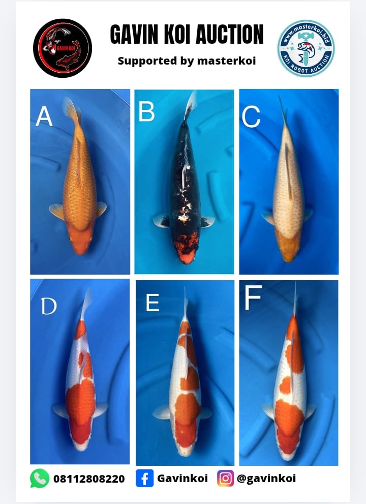 Lelang Koi Online, Jual Beli Ikan Koi, Pasar Koi Terbaik, Agen Lelang Koi, Penawaran Koi Berkualitas, Harga Jual Koi, Lelang Ikan Koi Import, Beli Koi Online, Jual Koi Murah, Koi Showroom, Penjual Koi Terpercaya, Lelang Koi Jakarta, Jual Koi Lokal, Koi Kualitas Unggul, Harga Terbaik Koi, Jual Koi Indukan, Lelang Ikan Hias Koi, Pasar Koi Indonesia, Beli Koi Berkualitas Tinggi, Koi Farm Terbesar, Jual Beli Koi Impor, Lelang Ikan Koi Kualitas Premium, Daftar Harga Koi Terbaru, Pusat Jual Beli Koi, Info Lelang Koi Hari Ini.