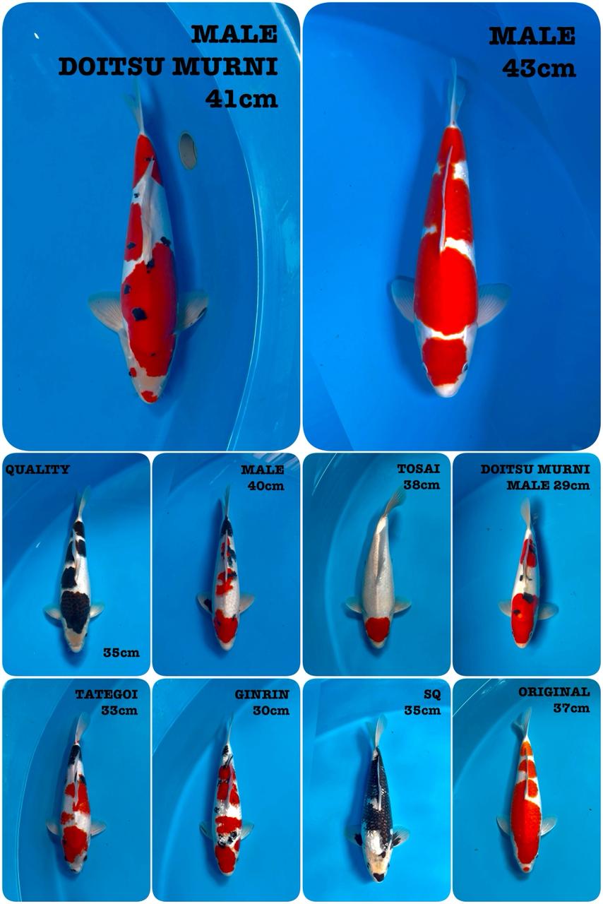 Lelang Koi Online, Jual Beli Ikan Koi, Pasar Koi Terbaik, Agen Lelang Koi, Penawaran Koi Berkualitas, Harga Jual Koi, Lelang Ikan Koi Import, Beli Koi Online, Jual Koi Murah, Koi Showroom, Penjual Koi Terpercaya, Lelang Koi Jakarta, Jual Koi Lokal, Koi Kualitas Unggul, Harga Terbaik Koi, Jual Koi Indukan, Lelang Ikan Hias Koi, Pasar Koi Indonesia, Beli Koi Berkualitas Tinggi, Koi Farm Terbesar, Jual Beli Koi Impor, Lelang Ikan Koi Kualitas Premium, Daftar Harga Koi Terbaru, Pusat Jual Beli Koi, Info Lelang Koi Hari Ini.