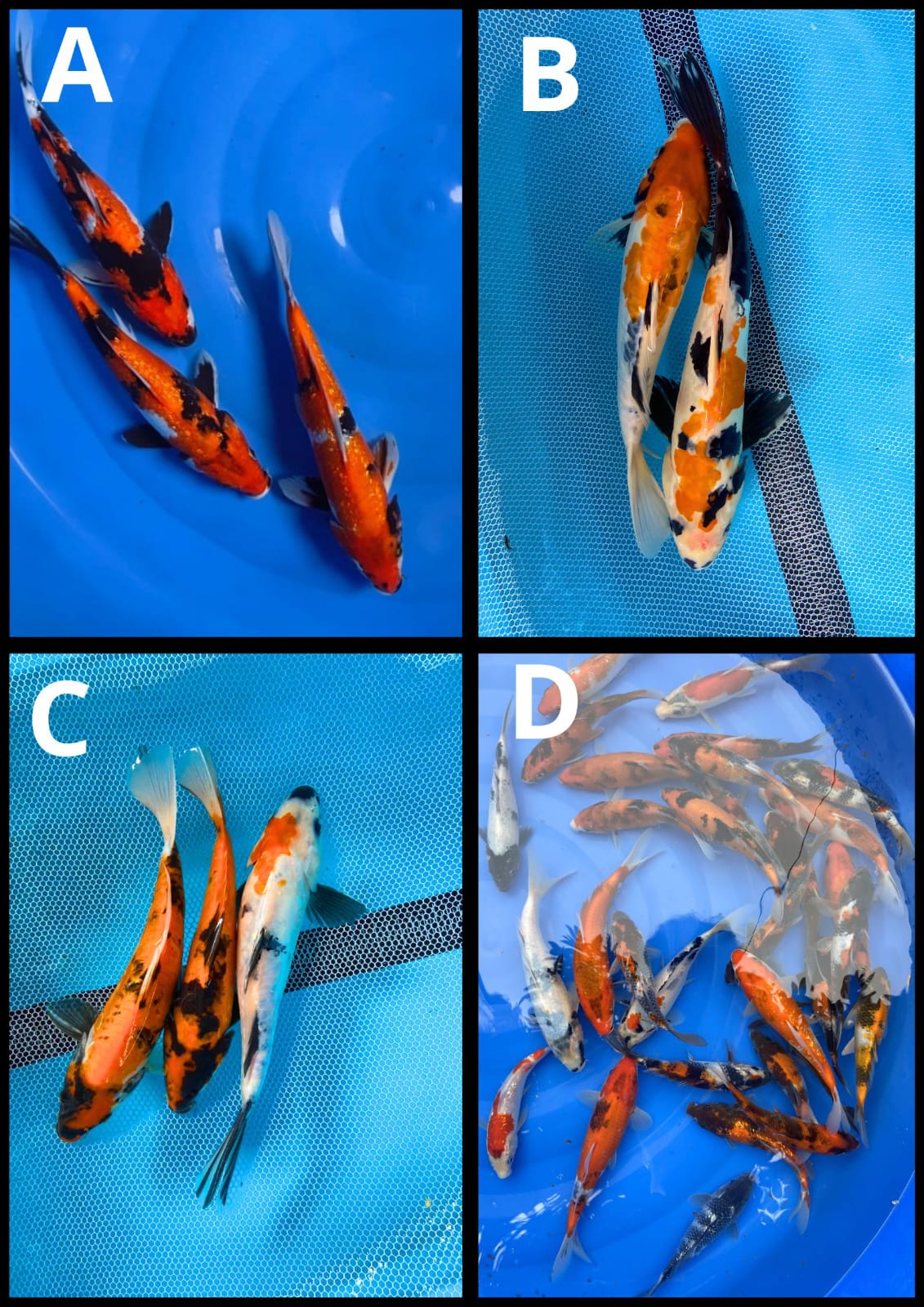 Lelang Koi Online, Jual Beli Ikan Koi, Pasar Koi Terbaik, Agen Lelang Koi, Penawaran Koi Berkualitas, Harga Jual Koi, Lelang Ikan Koi Import, Beli Koi Online, Jual Koi Murah, Koi Showroom, Penjual Koi Terpercaya, Lelang Koi Jakarta, Jual Koi Lokal, Koi Kualitas Unggul, Harga Terbaik Koi, Jual Koi Indukan, Lelang Ikan Hias Koi, Pasar Koi Indonesia, Beli Koi Berkualitas Tinggi, Koi Farm Terbesar, Jual Beli Koi Impor, Lelang Ikan Koi Kualitas Premium, Daftar Harga Koi Terbaru, Pusat Jual Beli Koi, Info Lelang Koi Hari Ini.