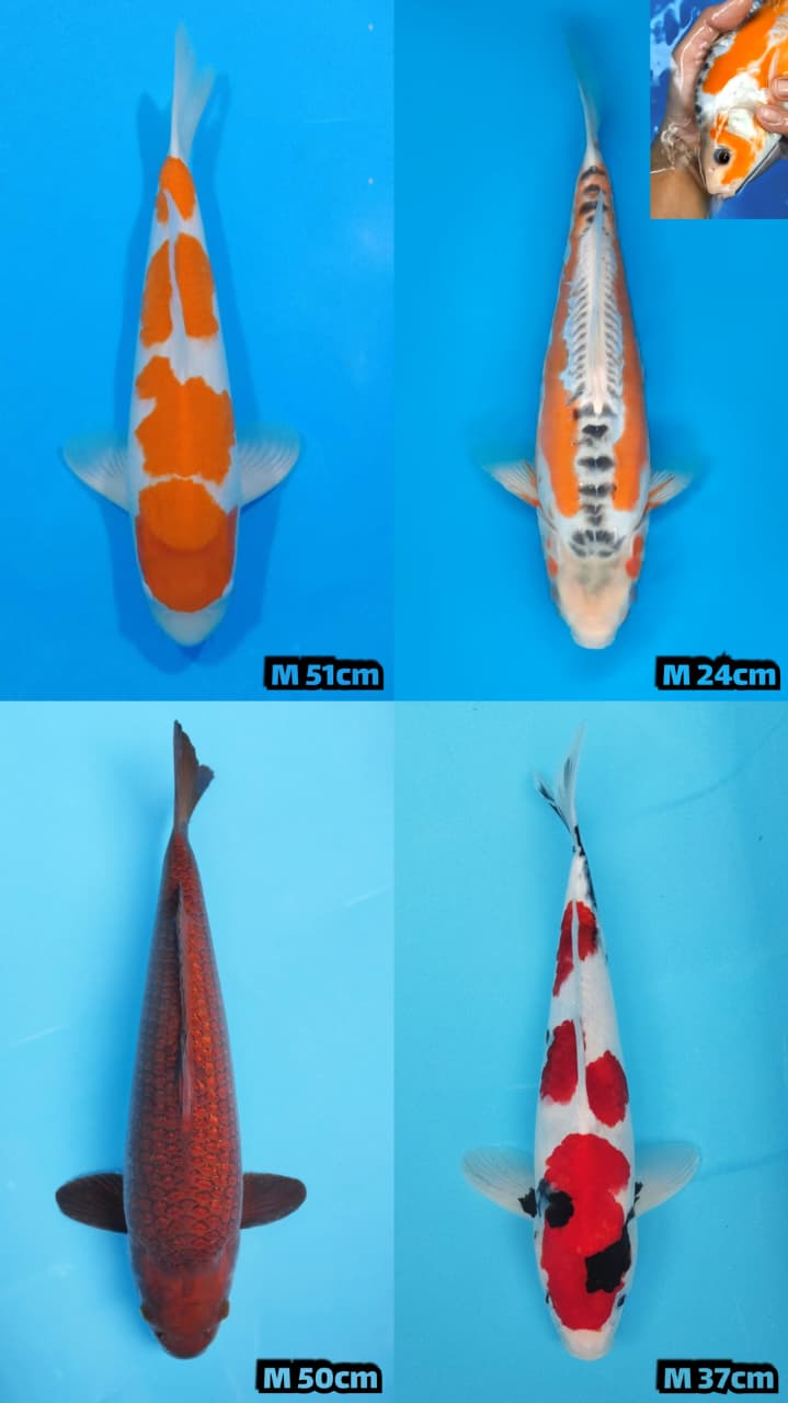 Lelang Koi Online, Jual Beli Ikan Koi, Pasar Koi Terbaik, Agen Lelang Koi, Penawaran Koi Berkualitas, Harga Jual Koi, Lelang Ikan Koi Import, Beli Koi Online, Jual Koi Murah, Koi Showroom, Penjual Koi Terpercaya, Lelang Koi Jakarta, Jual Koi Lokal, Koi Kualitas Unggul, Harga Terbaik Koi, Jual Koi Indukan, Lelang Ikan Hias Koi, Pasar Koi Indonesia, Beli Koi Berkualitas Tinggi, Koi Farm Terbesar, Jual Beli Koi Impor, Lelang Ikan Koi Kualitas Premium, Daftar Harga Koi Terbaru, Pusat Jual Beli Koi, Info Lelang Koi Hari Ini.