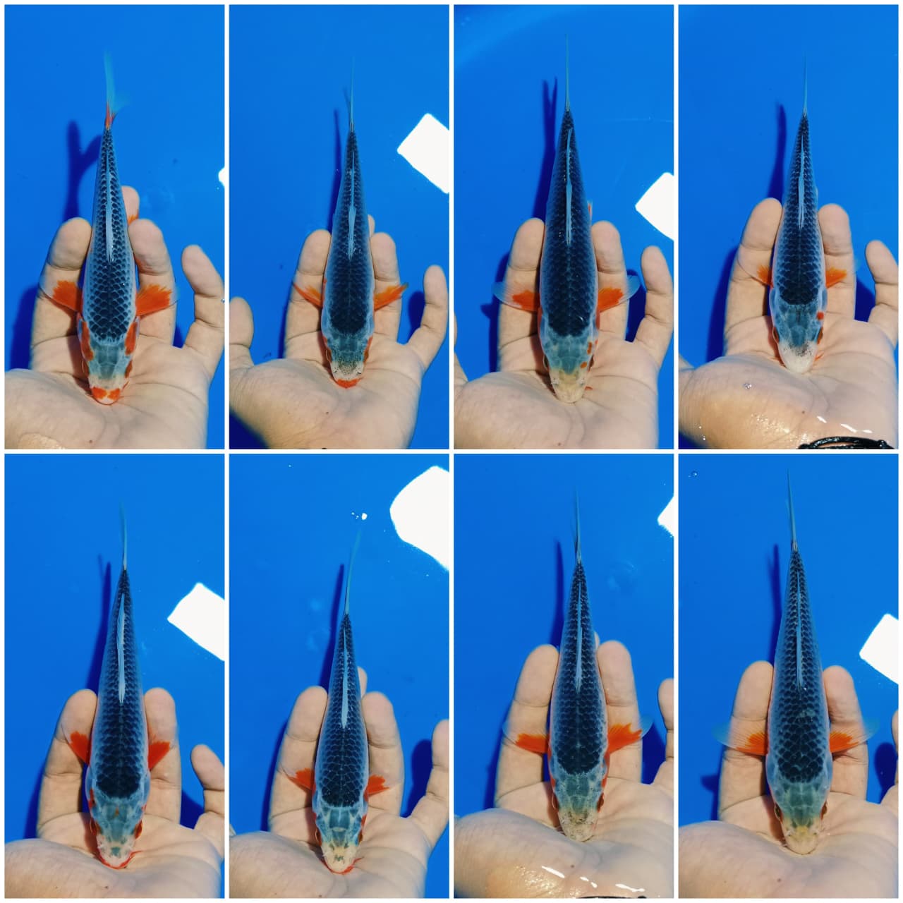 Lelang Koi Online, Jual Beli Ikan Koi, Pasar Koi Terbaik, Agen Lelang Koi, Penawaran Koi Berkualitas, Harga Jual Koi, Lelang Ikan Koi Import, Beli Koi Online, Jual Koi Murah, Koi Showroom, Penjual Koi Terpercaya, Lelang Koi Jakarta, Jual Koi Lokal, Koi Kualitas Unggul, Harga Terbaik Koi, Jual Koi Indukan, Lelang Ikan Hias Koi, Pasar Koi Indonesia, Beli Koi Berkualitas Tinggi, Koi Farm Terbesar, Jual Beli Koi Impor, Lelang Ikan Koi Kualitas Premium, Daftar Harga Koi Terbaru, Pusat Jual Beli Koi, Info Lelang Koi Hari Ini.