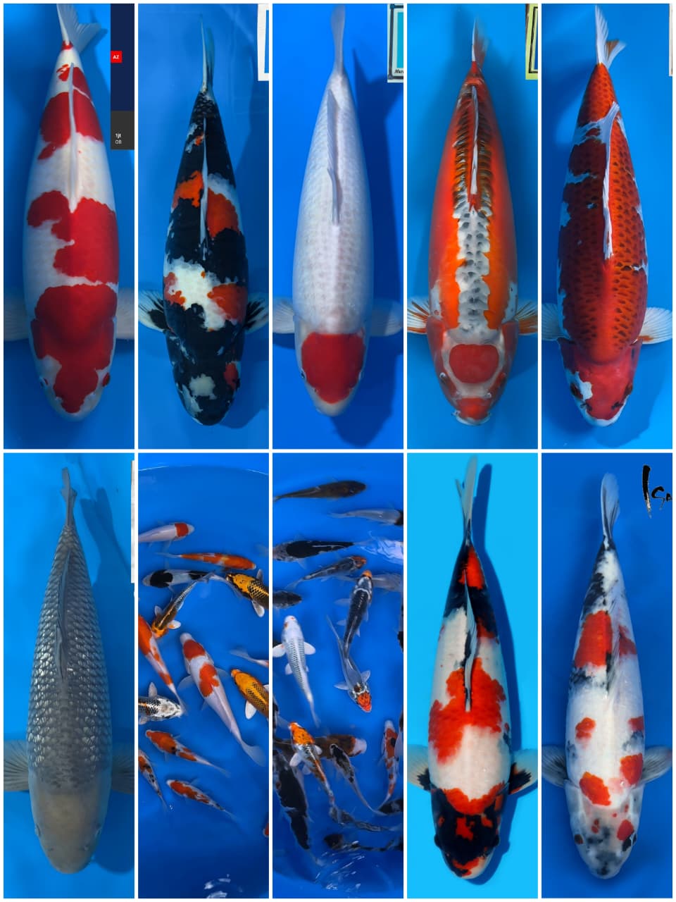 Lelang Koi Online, Jual Beli Ikan Koi, Pasar Koi Terbaik, Agen Lelang Koi, Penawaran Koi Berkualitas, Harga Jual Koi, Lelang Ikan Koi Import, Beli Koi Online, Jual Koi Murah, Koi Showroom, Penjual Koi Terpercaya, Lelang Koi Jakarta, Jual Koi Lokal, Koi Kualitas Unggul, Harga Terbaik Koi, Jual Koi Indukan, Lelang Ikan Hias Koi, Pasar Koi Indonesia, Beli Koi Berkualitas Tinggi, Koi Farm Terbesar, Jual Beli Koi Impor, Lelang Ikan Koi Kualitas Premium, Daftar Harga Koi Terbaru, Pusat Jual Beli Koi, Info Lelang Koi Hari Ini.