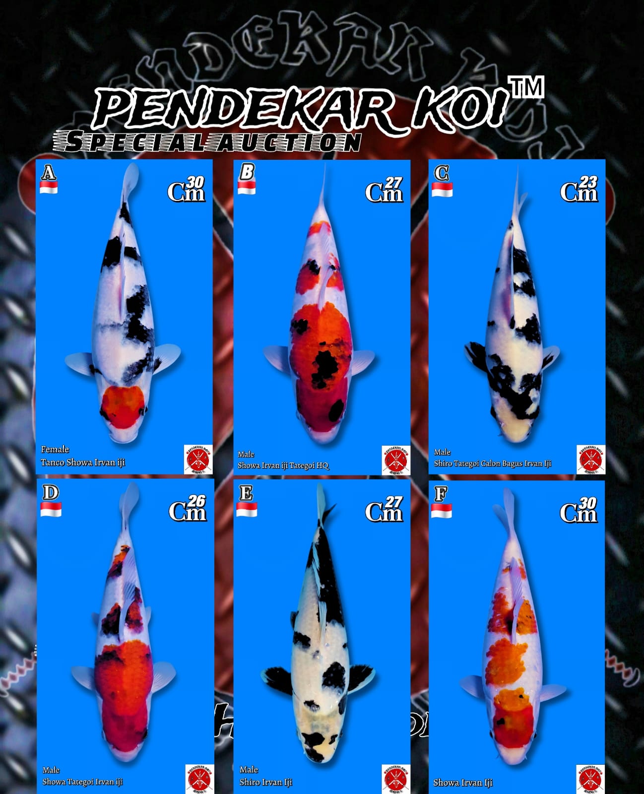 Lelang Koi Online, Jual Beli Ikan Koi, Pasar Koi Terbaik, Agen Lelang Koi, Penawaran Koi Berkualitas, Harga Jual Koi, Lelang Ikan Koi Import, Beli Koi Online, Jual Koi Murah, Koi Showroom, Penjual Koi Terpercaya, Lelang Koi Jakarta, Jual Koi Lokal, Koi Kualitas Unggul, Harga Terbaik Koi, Jual Koi Indukan, Lelang Ikan Hias Koi, Pasar Koi Indonesia, Beli Koi Berkualitas Tinggi, Koi Farm Terbesar, Jual Beli Koi Impor, Lelang Ikan Koi Kualitas Premium, Daftar Harga Koi Terbaru, Pusat Jual Beli Koi, Info Lelang Koi Hari Ini.