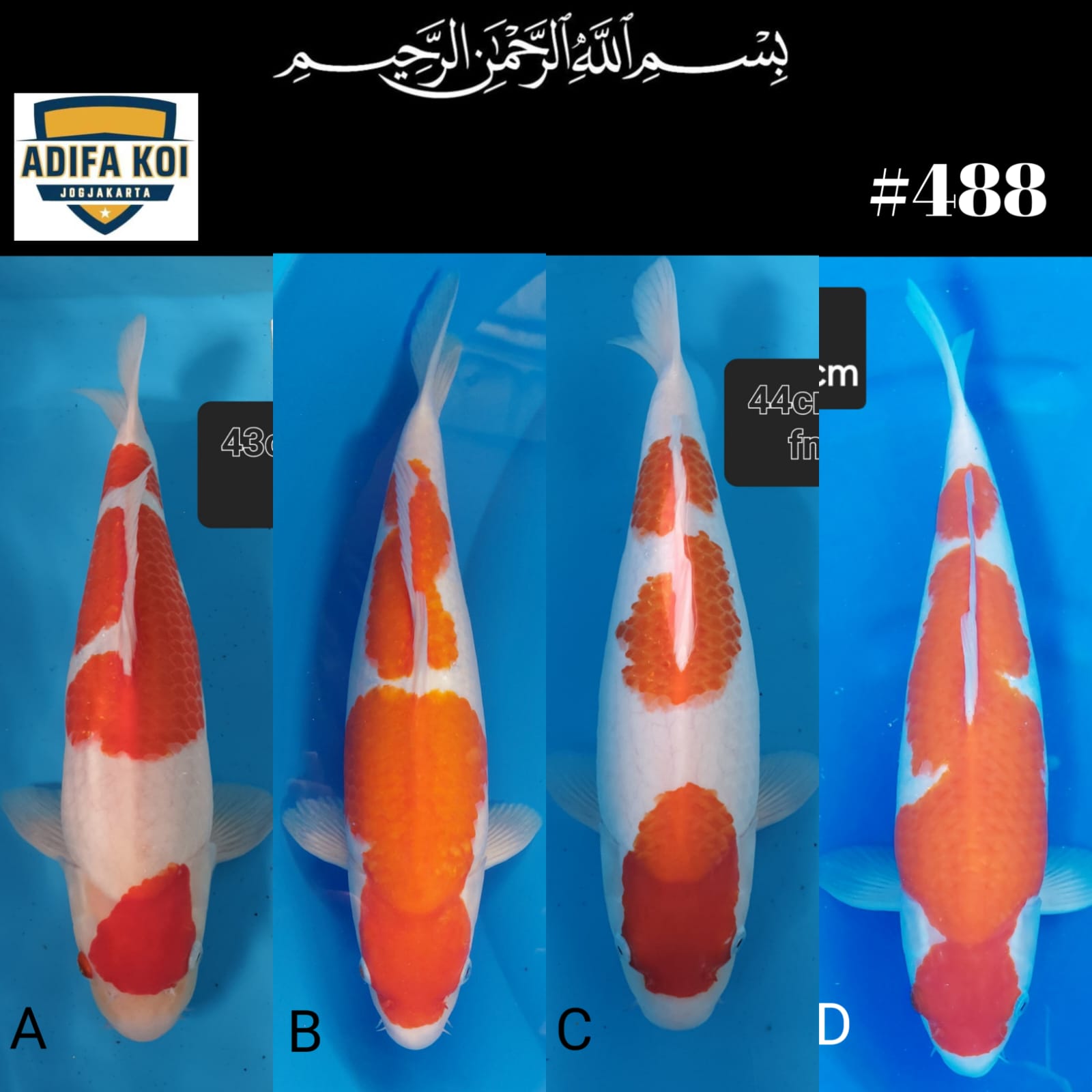 Lelang Koi Online, Jual Beli Ikan Koi, Pasar Koi Terbaik, Agen Lelang Koi, Penawaran Koi Berkualitas, Harga Jual Koi, Lelang Ikan Koi Import, Beli Koi Online, Jual Koi Murah, Koi Showroom, Penjual Koi Terpercaya, Lelang Koi Jakarta, Jual Koi Lokal, Koi Kualitas Unggul, Harga Terbaik Koi, Jual Koi Indukan, Lelang Ikan Hias Koi, Pasar Koi Indonesia, Beli Koi Berkualitas Tinggi, Koi Farm Terbesar, Jual Beli Koi Impor, Lelang Ikan Koi Kualitas Premium, Daftar Harga Koi Terbaru, Pusat Jual Beli Koi, Info Lelang Koi Hari Ini.