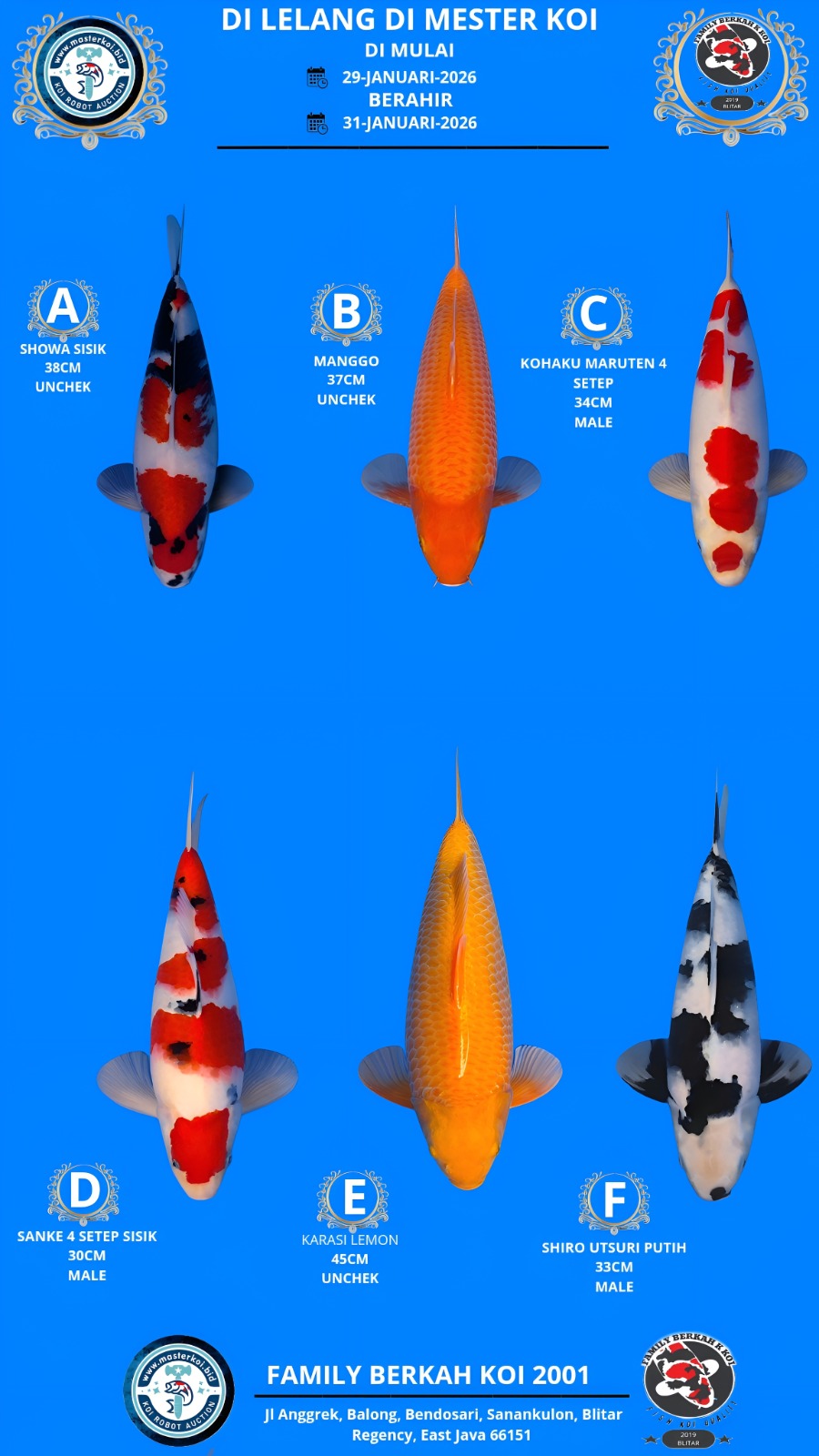 Lelang Koi Online, Jual Beli Ikan Koi, Pasar Koi Terbaik, Agen Lelang Koi, Penawaran Koi Berkualitas, Harga Jual Koi, Lelang Ikan Koi Import, Beli Koi Online, Jual Koi Murah, Koi Showroom, Penjual Koi Terpercaya, Lelang Koi Jakarta, Jual Koi Lokal, Koi Kualitas Unggul, Harga Terbaik Koi, Jual Koi Indukan, Lelang Ikan Hias Koi, Pasar Koi Indonesia, Beli Koi Berkualitas Tinggi, Koi Farm Terbesar, Jual Beli Koi Impor, Lelang Ikan Koi Kualitas Premium, Daftar Harga Koi Terbaru, Pusat Jual Beli Koi, Info Lelang Koi Hari Ini.