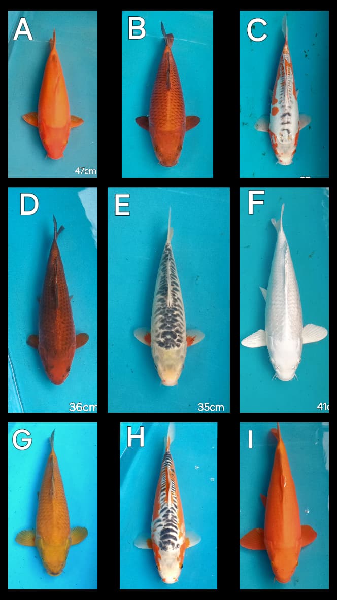 Lelang Koi Online, Jual Beli Ikan Koi, Pasar Koi Terbaik, Agen Lelang Koi, Penawaran Koi Berkualitas, Harga Jual Koi, Lelang Ikan Koi Import, Beli Koi Online, Jual Koi Murah, Koi Showroom, Penjual Koi Terpercaya, Lelang Koi Jakarta, Jual Koi Lokal, Koi Kualitas Unggul, Harga Terbaik Koi, Jual Koi Indukan, Lelang Ikan Hias Koi, Pasar Koi Indonesia, Beli Koi Berkualitas Tinggi, Koi Farm Terbesar, Jual Beli Koi Impor, Lelang Ikan Koi Kualitas Premium, Daftar Harga Koi Terbaru, Pusat Jual Beli Koi, Info Lelang Koi Hari Ini.