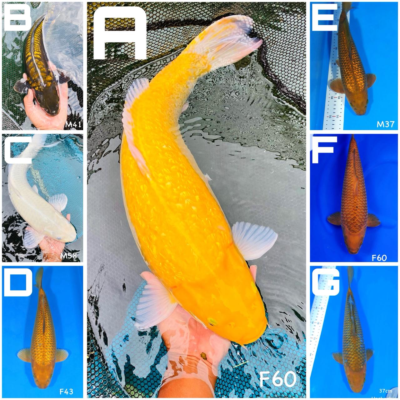 Lelang Koi Online, Jual Beli Ikan Koi, Pasar Koi Terbaik, Agen Lelang Koi, Penawaran Koi Berkualitas, Harga Jual Koi, Lelang Ikan Koi Import, Beli Koi Online, Jual Koi Murah, Koi Showroom, Penjual Koi Terpercaya, Lelang Koi Jakarta, Jual Koi Lokal, Koi Kualitas Unggul, Harga Terbaik Koi, Jual Koi Indukan, Lelang Ikan Hias Koi, Pasar Koi Indonesia, Beli Koi Berkualitas Tinggi, Koi Farm Terbesar, Jual Beli Koi Impor, Lelang Ikan Koi Kualitas Premium, Daftar Harga Koi Terbaru, Pusat Jual Beli Koi, Info Lelang Koi Hari Ini.