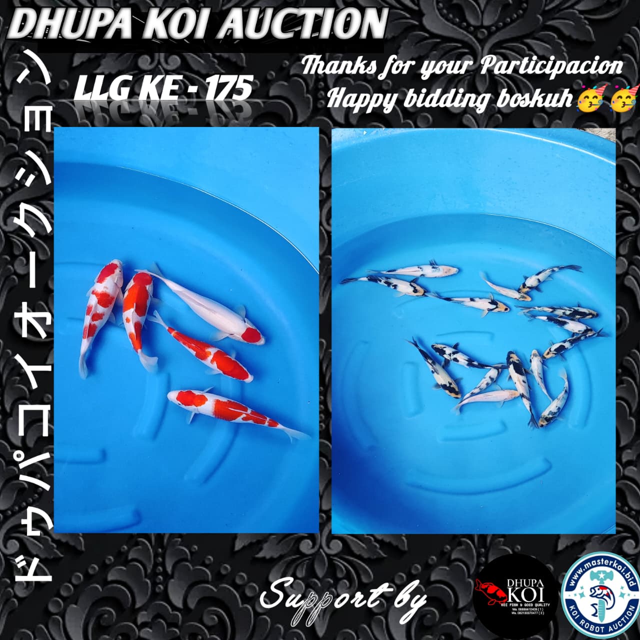 Lelang Koi Online, Jual Beli Ikan Koi, Pasar Koi Terbaik, Agen Lelang Koi, Penawaran Koi Berkualitas, Harga Jual Koi, Lelang Ikan Koi Import, Beli Koi Online, Jual Koi Murah, Koi Showroom, Penjual Koi Terpercaya, Lelang Koi Jakarta, Jual Koi Lokal, Koi Kualitas Unggul, Harga Terbaik Koi, Jual Koi Indukan, Lelang Ikan Hias Koi, Pasar Koi Indonesia, Beli Koi Berkualitas Tinggi, Koi Farm Terbesar, Jual Beli Koi Impor, Lelang Ikan Koi Kualitas Premium, Daftar Harga Koi Terbaru, Pusat Jual Beli Koi, Info Lelang Koi Hari Ini.