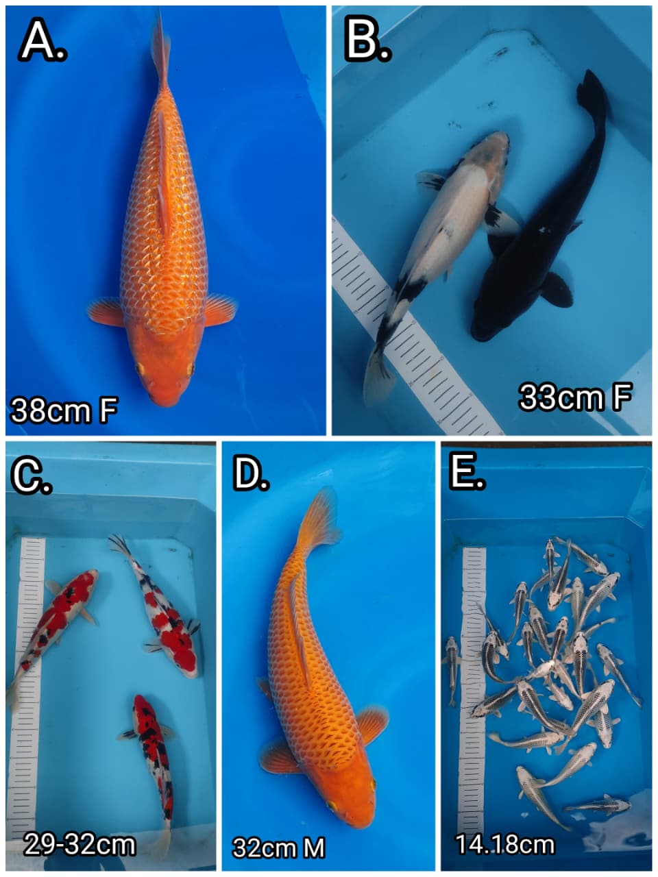 Lelang Koi Online, Jual Beli Ikan Koi, Pasar Koi Terbaik, Agen Lelang Koi, Penawaran Koi Berkualitas, Harga Jual Koi, Lelang Ikan Koi Import, Beli Koi Online, Jual Koi Murah, Koi Showroom, Penjual Koi Terpercaya, Lelang Koi Jakarta, Jual Koi Lokal, Koi Kualitas Unggul, Harga Terbaik Koi, Jual Koi Indukan, Lelang Ikan Hias Koi, Pasar Koi Indonesia, Beli Koi Berkualitas Tinggi, Koi Farm Terbesar, Jual Beli Koi Impor, Lelang Ikan Koi Kualitas Premium, Daftar Harga Koi Terbaru, Pusat Jual Beli Koi, Info Lelang Koi Hari Ini.