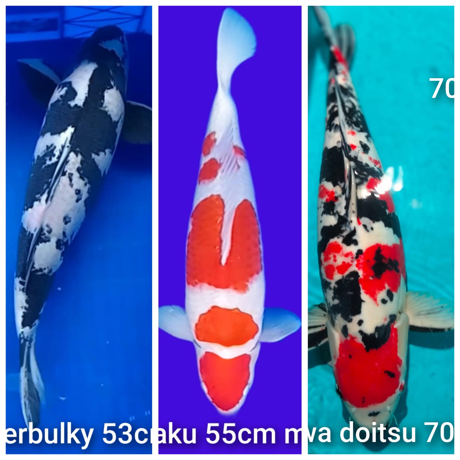 Lelang Koi Online, Jual Beli Ikan Koi, Pasar Koi Terbaik, Agen Lelang Koi, Penawaran Koi Berkualitas, Harga Jual Koi, Lelang Ikan Koi Import, Beli Koi Online, Jual Koi Murah, Koi Showroom, Penjual Koi Terpercaya, Lelang Koi Jakarta, Jual Koi Lokal, Koi Kualitas Unggul, Harga Terbaik Koi, Jual Koi Indukan, Lelang Ikan Hias Koi, Pasar Koi Indonesia, Beli Koi Berkualitas Tinggi, Koi Farm Terbesar, Jual Beli Koi Impor, Lelang Ikan Koi Kualitas Premium, Daftar Harga Koi Terbaru, Pusat Jual Beli Koi, Info Lelang Koi Hari Ini.