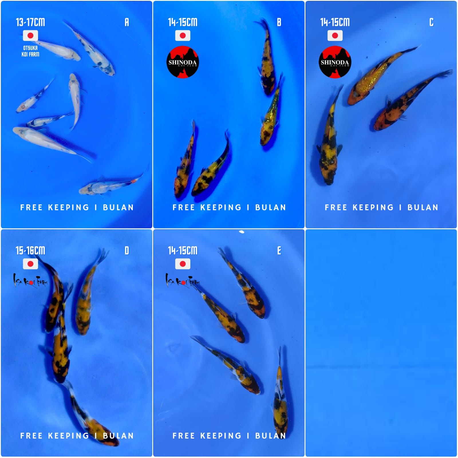 Lelang Koi Online, Jual Beli Ikan Koi, Pasar Koi Terbaik, Agen Lelang Koi, Penawaran Koi Berkualitas, Harga Jual Koi, Lelang Ikan Koi Import, Beli Koi Online, Jual Koi Murah, Koi Showroom, Penjual Koi Terpercaya, Lelang Koi Jakarta, Jual Koi Lokal, Koi Kualitas Unggul, Harga Terbaik Koi, Jual Koi Indukan, Lelang Ikan Hias Koi, Pasar Koi Indonesia, Beli Koi Berkualitas Tinggi, Koi Farm Terbesar, Jual Beli Koi Impor, Lelang Ikan Koi Kualitas Premium, Daftar Harga Koi Terbaru, Pusat Jual Beli Koi, Info Lelang Koi Hari Ini.