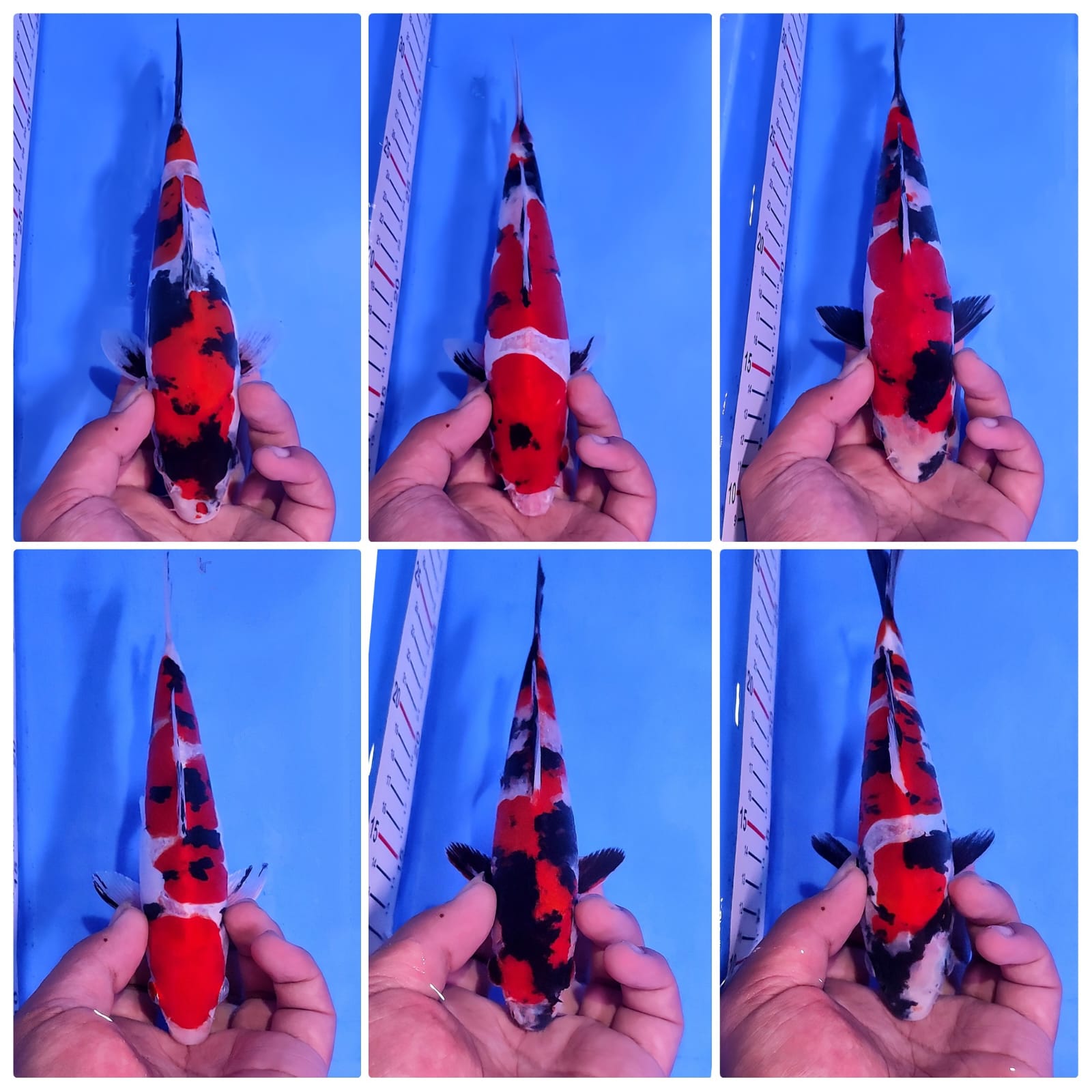 Lelang Koi Online, Jual Beli Ikan Koi, Pasar Koi Terbaik, Agen Lelang Koi, Penawaran Koi Berkualitas, Harga Jual Koi, Lelang Ikan Koi Import, Beli Koi Online, Jual Koi Murah, Koi Showroom, Penjual Koi Terpercaya, Lelang Koi Jakarta, Jual Koi Lokal, Koi Kualitas Unggul, Harga Terbaik Koi, Jual Koi Indukan, Lelang Ikan Hias Koi, Pasar Koi Indonesia, Beli Koi Berkualitas Tinggi, Koi Farm Terbesar, Jual Beli Koi Impor, Lelang Ikan Koi Kualitas Premium, Daftar Harga Koi Terbaru, Pusat Jual Beli Koi, Info Lelang Koi Hari Ini.