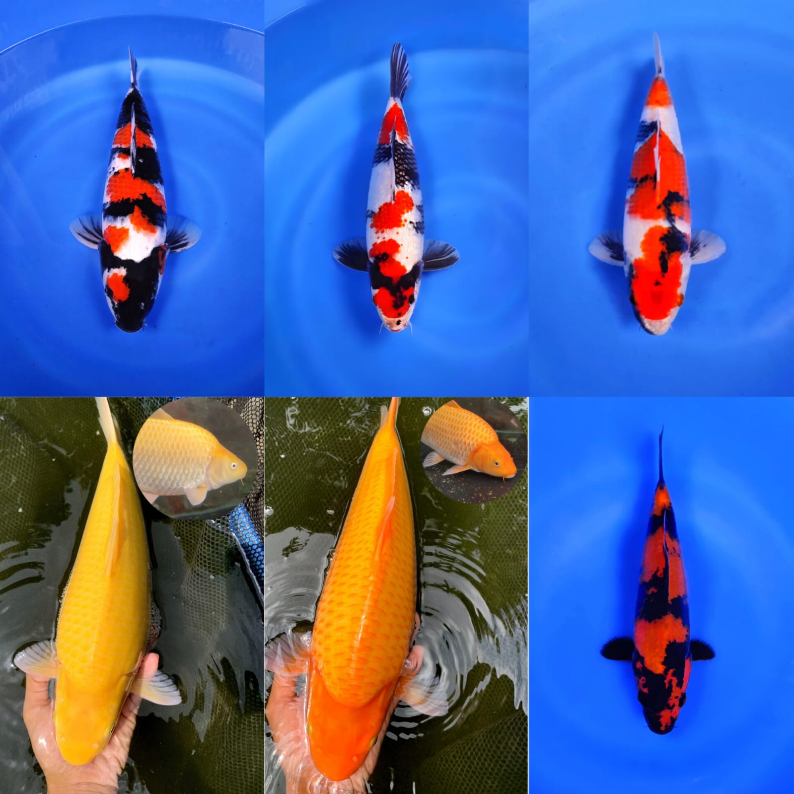 Lelang Koi Online, Jual Beli Ikan Koi, Pasar Koi Terbaik, Agen Lelang Koi, Penawaran Koi Berkualitas, Harga Jual Koi, Lelang Ikan Koi Import, Beli Koi Online, Jual Koi Murah, Koi Showroom, Penjual Koi Terpercaya, Lelang Koi Jakarta, Jual Koi Lokal, Koi Kualitas Unggul, Harga Terbaik Koi, Jual Koi Indukan, Lelang Ikan Hias Koi, Pasar Koi Indonesia, Beli Koi Berkualitas Tinggi, Koi Farm Terbesar, Jual Beli Koi Impor, Lelang Ikan Koi Kualitas Premium, Daftar Harga Koi Terbaru, Pusat Jual Beli Koi, Info Lelang Koi Hari Ini.
