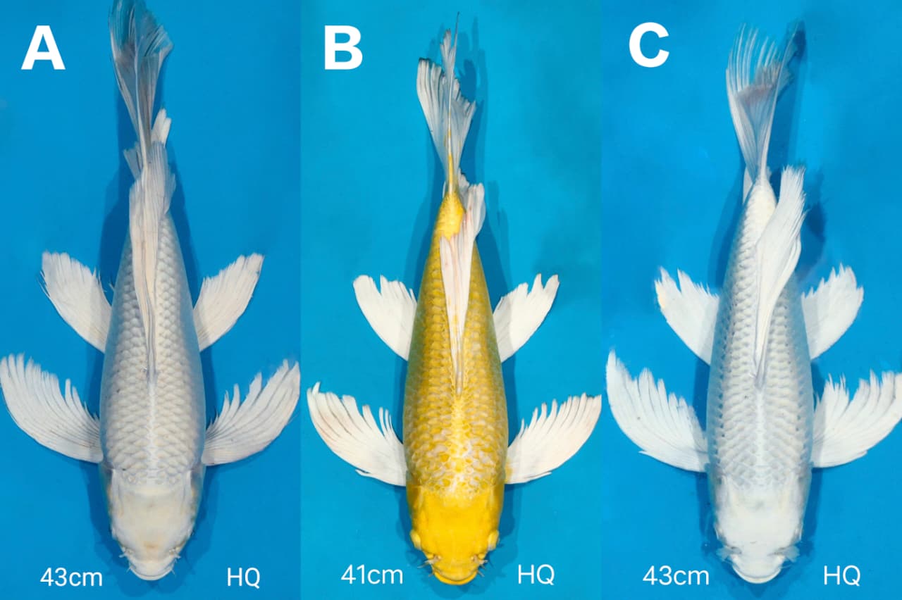 Lelang Koi Online, Jual Beli Ikan Koi, Pasar Koi Terbaik, Agen Lelang Koi, Penawaran Koi Berkualitas, Harga Jual Koi, Lelang Ikan Koi Import, Beli Koi Online, Jual Koi Murah, Koi Showroom, Penjual Koi Terpercaya, Lelang Koi Jakarta, Jual Koi Lokal, Koi Kualitas Unggul, Harga Terbaik Koi, Jual Koi Indukan, Lelang Ikan Hias Koi, Pasar Koi Indonesia, Beli Koi Berkualitas Tinggi, Koi Farm Terbesar, Jual Beli Koi Impor, Lelang Ikan Koi Kualitas Premium, Daftar Harga Koi Terbaru, Pusat Jual Beli Koi, Info Lelang Koi Hari Ini.