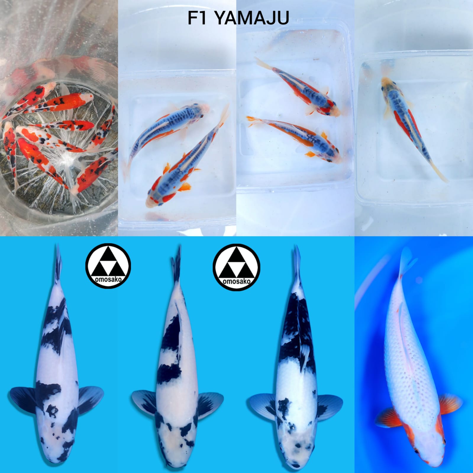 Lelang Koi Online, Jual Beli Ikan Koi, Pasar Koi Terbaik, Agen Lelang Koi, Penawaran Koi Berkualitas, Harga Jual Koi, Lelang Ikan Koi Import, Beli Koi Online, Jual Koi Murah, Koi Showroom, Penjual Koi Terpercaya, Lelang Koi Jakarta, Jual Koi Lokal, Koi Kualitas Unggul, Harga Terbaik Koi, Jual Koi Indukan, Lelang Ikan Hias Koi, Pasar Koi Indonesia, Beli Koi Berkualitas Tinggi, Koi Farm Terbesar, Jual Beli Koi Impor, Lelang Ikan Koi Kualitas Premium, Daftar Harga Koi Terbaru, Pusat Jual Beli Koi, Info Lelang Koi Hari Ini.