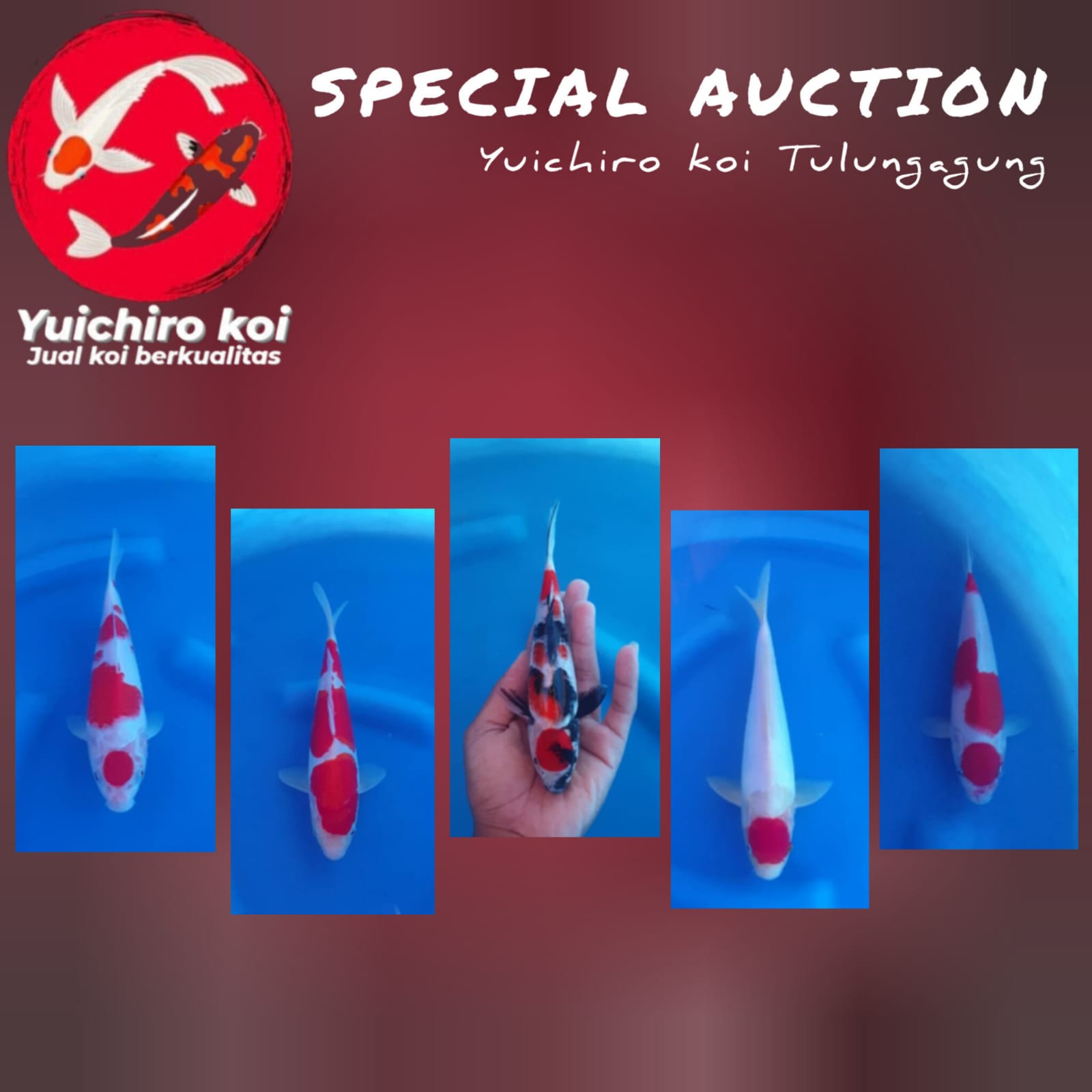 Lelang Koi Online, Jual Beli Ikan Koi, Pasar Koi Terbaik, Agen Lelang Koi, Penawaran Koi Berkualitas, Harga Jual Koi, Lelang Ikan Koi Import, Beli Koi Online, Jual Koi Murah, Koi Showroom, Penjual Koi Terpercaya, Lelang Koi Jakarta, Jual Koi Lokal, Koi Kualitas Unggul, Harga Terbaik Koi, Jual Koi Indukan, Lelang Ikan Hias Koi, Pasar Koi Indonesia, Beli Koi Berkualitas Tinggi, Koi Farm Terbesar, Jual Beli Koi Impor, Lelang Ikan Koi Kualitas Premium, Daftar Harga Koi Terbaru, Pusat Jual Beli Koi, Info Lelang Koi Hari Ini.