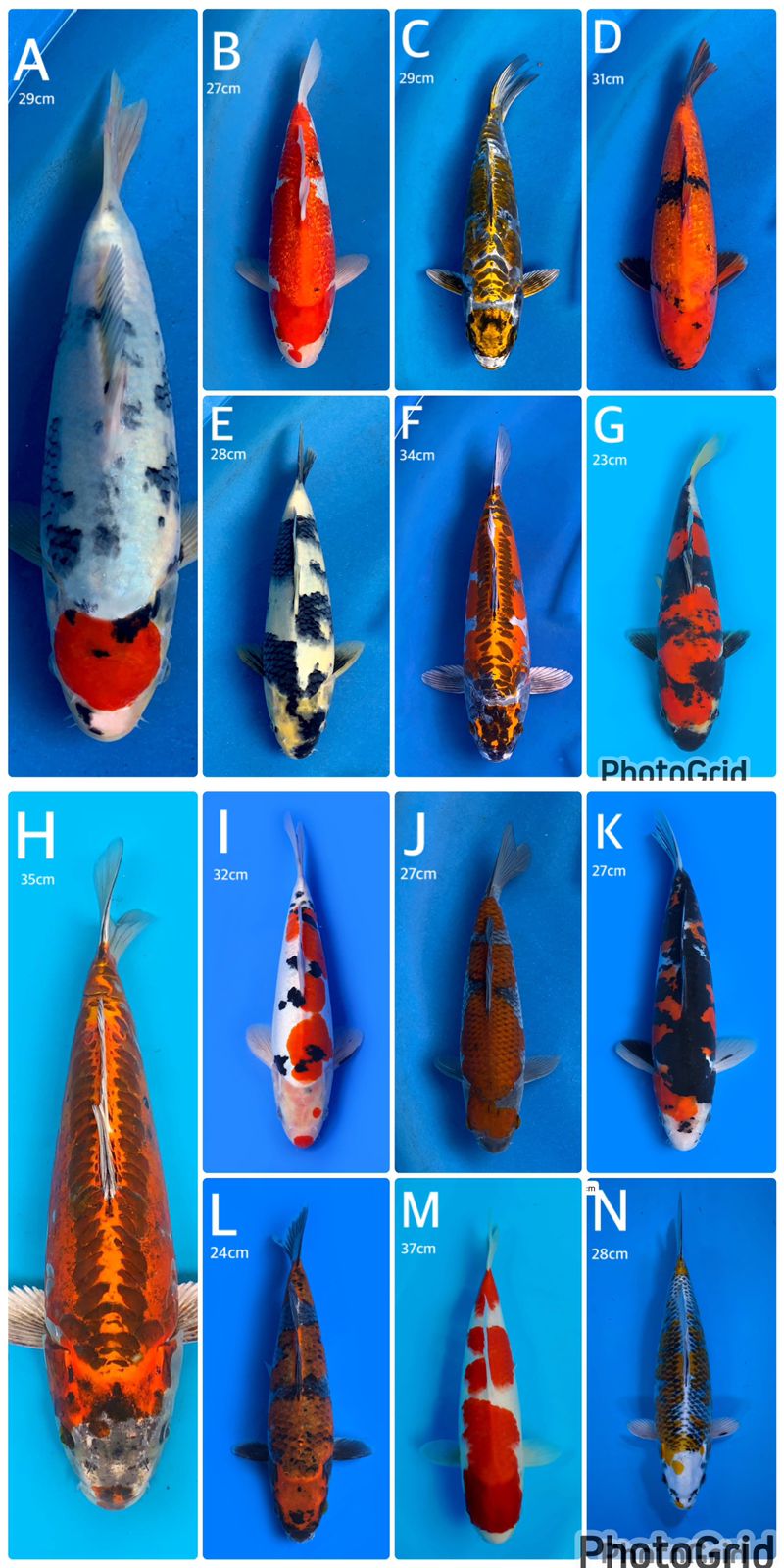 Lelang Koi Online, Jual Beli Ikan Koi, Pasar Koi Terbaik, Agen Lelang Koi, Penawaran Koi Berkualitas, Harga Jual Koi, Lelang Ikan Koi Import, Beli Koi Online, Jual Koi Murah, Koi Showroom, Penjual Koi Terpercaya, Lelang Koi Jakarta, Jual Koi Lokal, Koi Kualitas Unggul, Harga Terbaik Koi, Jual Koi Indukan, Lelang Ikan Hias Koi, Pasar Koi Indonesia, Beli Koi Berkualitas Tinggi, Koi Farm Terbesar, Jual Beli Koi Impor, Lelang Ikan Koi Kualitas Premium, Daftar Harga Koi Terbaru, Pusat Jual Beli Koi, Info Lelang Koi Hari Ini.