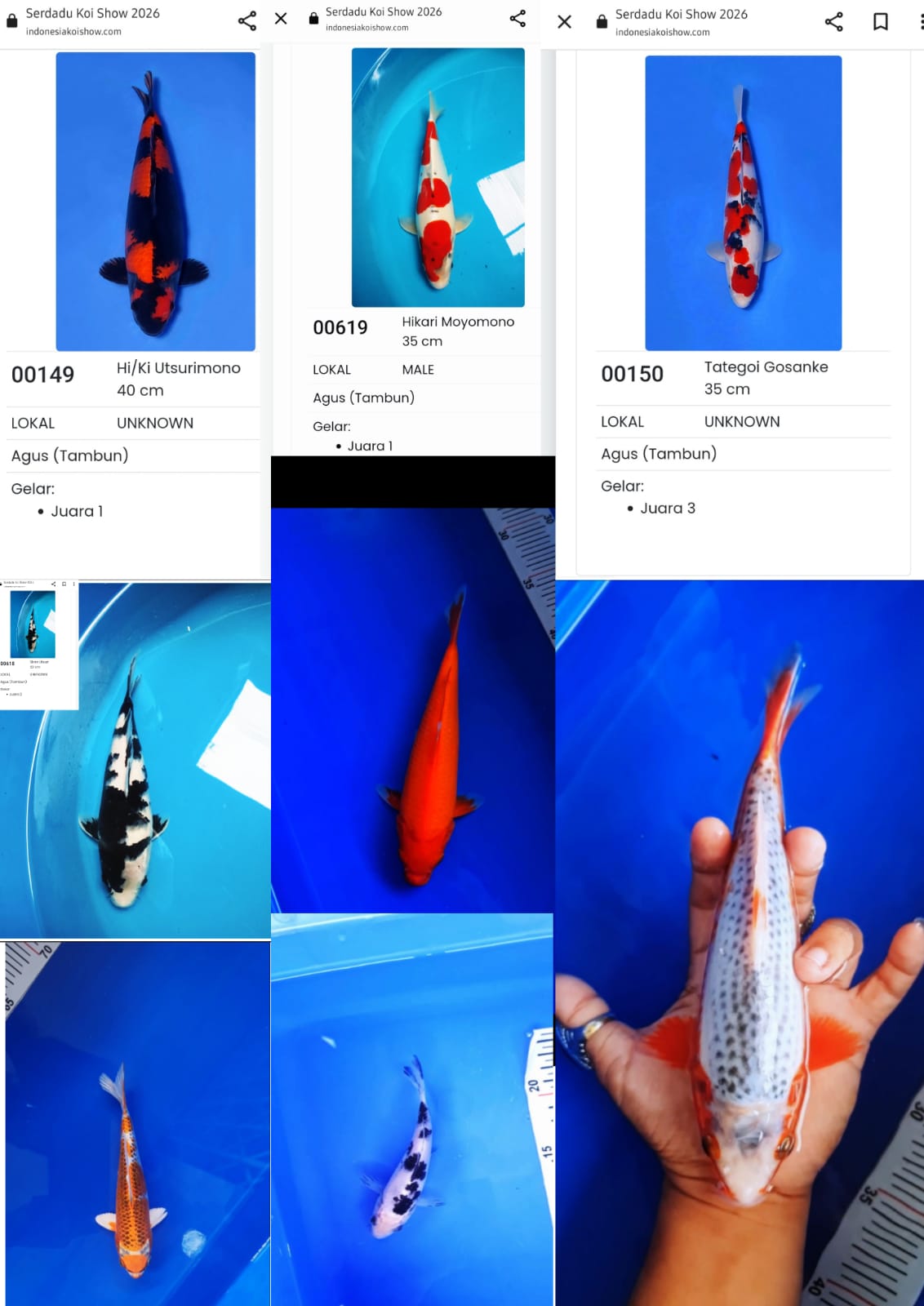Lelang Koi Online, Jual Beli Ikan Koi, Pasar Koi Terbaik, Agen Lelang Koi, Penawaran Koi Berkualitas, Harga Jual Koi, Lelang Ikan Koi Import, Beli Koi Online, Jual Koi Murah, Koi Showroom, Penjual Koi Terpercaya, Lelang Koi Jakarta, Jual Koi Lokal, Koi Kualitas Unggul, Harga Terbaik Koi, Jual Koi Indukan, Lelang Ikan Hias Koi, Pasar Koi Indonesia, Beli Koi Berkualitas Tinggi, Koi Farm Terbesar, Jual Beli Koi Impor, Lelang Ikan Koi Kualitas Premium, Daftar Harga Koi Terbaru, Pusat Jual Beli Koi, Info Lelang Koi Hari Ini.