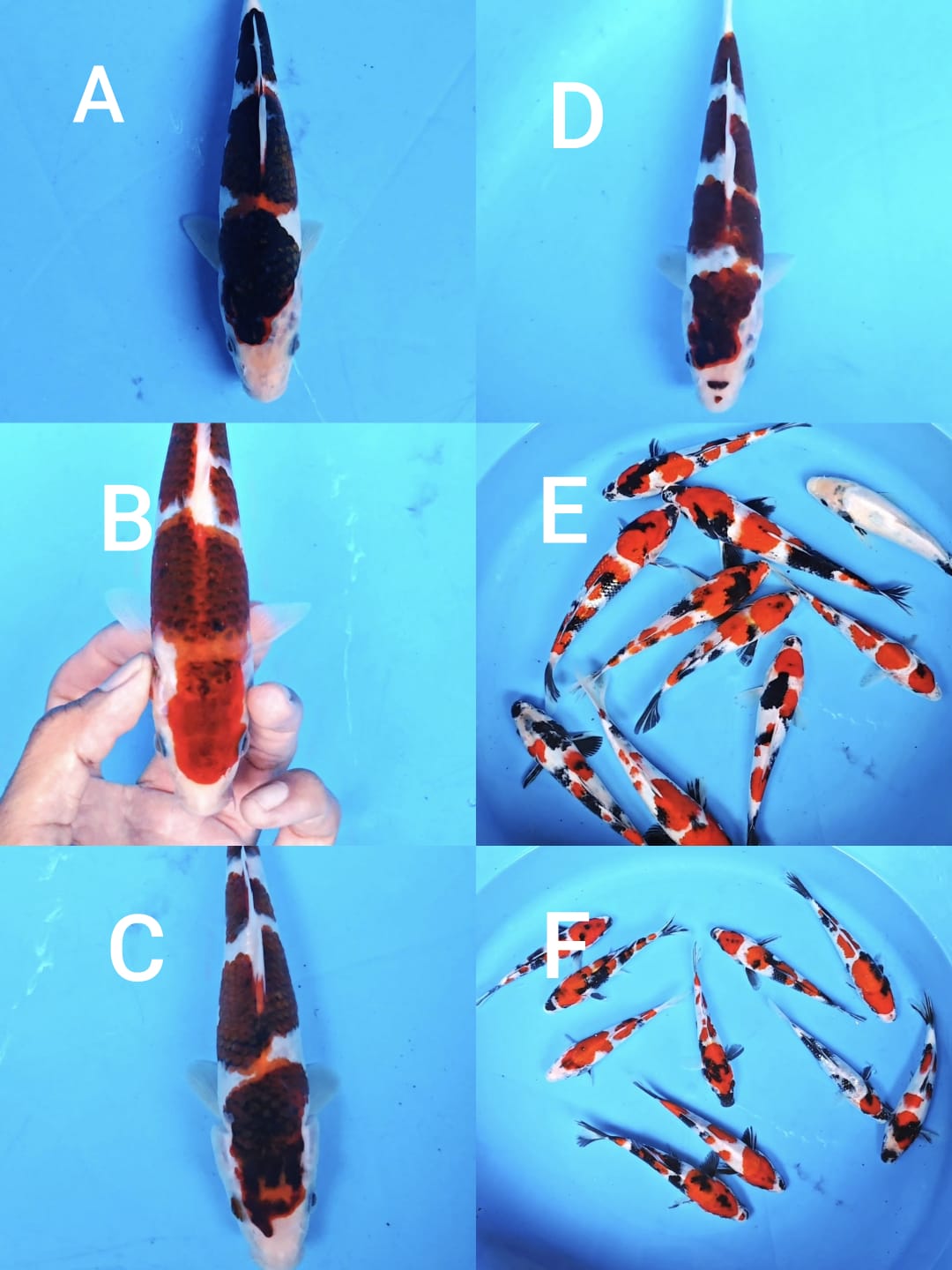 Lelang Koi Online, Jual Beli Ikan Koi, Pasar Koi Terbaik, Agen Lelang Koi, Penawaran Koi Berkualitas, Harga Jual Koi, Lelang Ikan Koi Import, Beli Koi Online, Jual Koi Murah, Koi Showroom, Penjual Koi Terpercaya, Lelang Koi Jakarta, Jual Koi Lokal, Koi Kualitas Unggul, Harga Terbaik Koi, Jual Koi Indukan, Lelang Ikan Hias Koi, Pasar Koi Indonesia, Beli Koi Berkualitas Tinggi, Koi Farm Terbesar, Jual Beli Koi Impor, Lelang Ikan Koi Kualitas Premium, Daftar Harga Koi Terbaru, Pusat Jual Beli Koi, Info Lelang Koi Hari Ini.