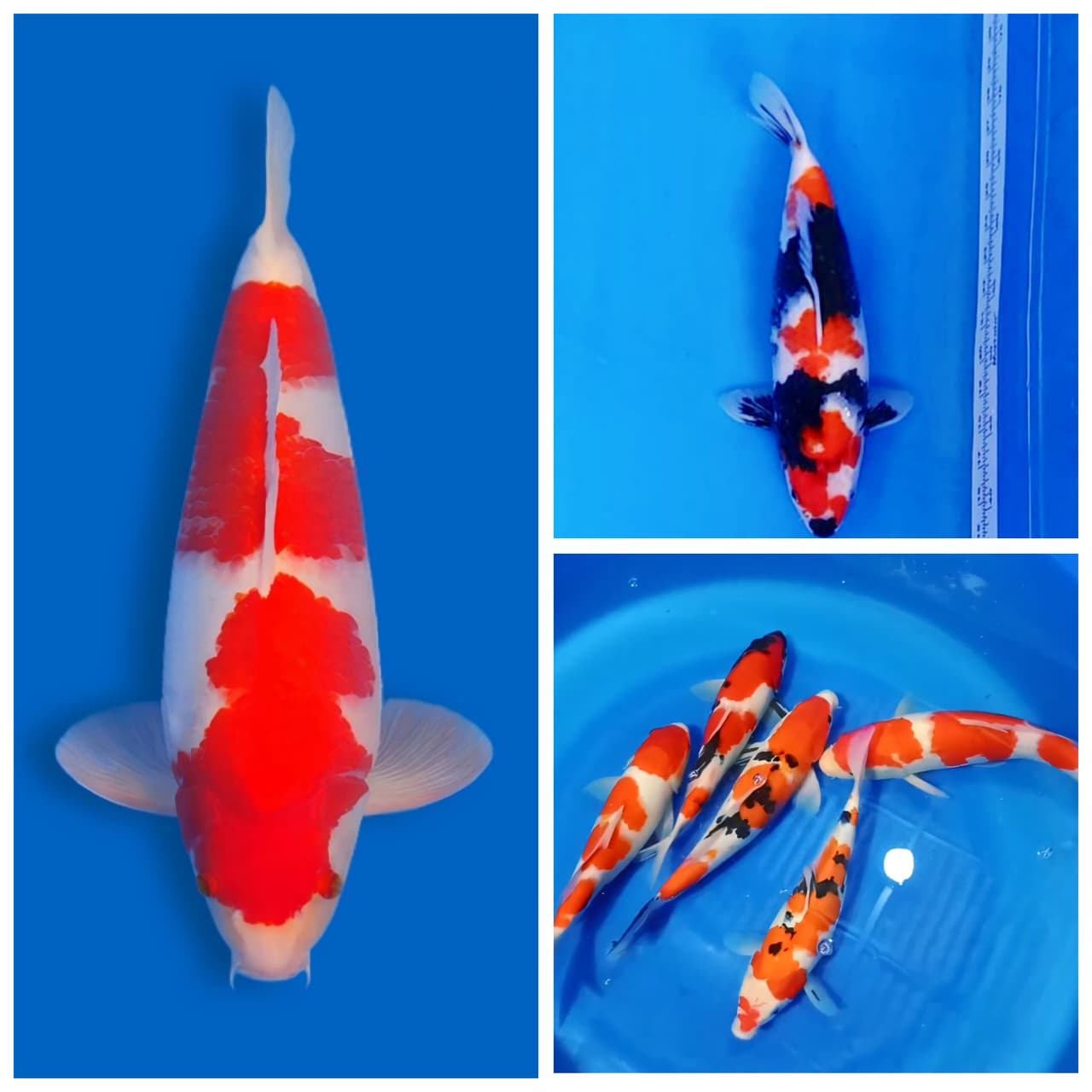 Lelang Koi Online, Jual Beli Ikan Koi, Pasar Koi Terbaik, Agen Lelang Koi, Penawaran Koi Berkualitas, Harga Jual Koi, Lelang Ikan Koi Import, Beli Koi Online, Jual Koi Murah, Koi Showroom, Penjual Koi Terpercaya, Lelang Koi Jakarta, Jual Koi Lokal, Koi Kualitas Unggul, Harga Terbaik Koi, Jual Koi Indukan, Lelang Ikan Hias Koi, Pasar Koi Indonesia, Beli Koi Berkualitas Tinggi, Koi Farm Terbesar, Jual Beli Koi Impor, Lelang Ikan Koi Kualitas Premium, Daftar Harga Koi Terbaru, Pusat Jual Beli Koi, Info Lelang Koi Hari Ini.