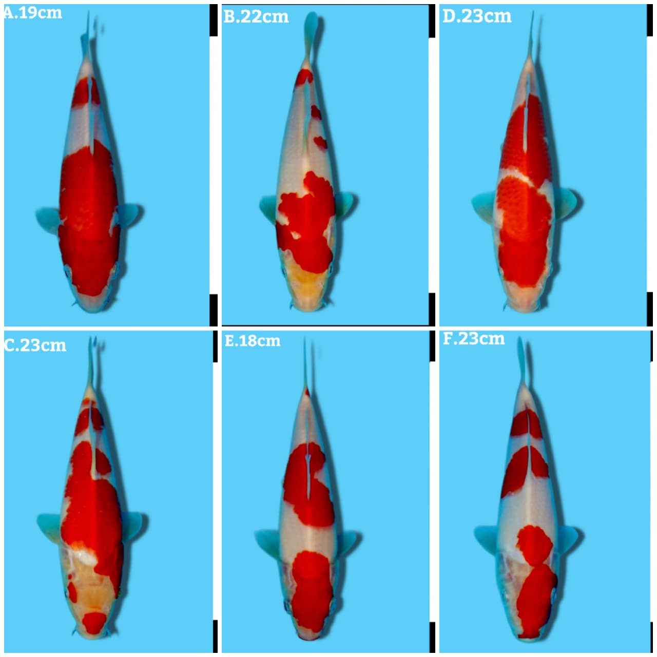 Lelang Koi Online, Jual Beli Ikan Koi, Pasar Koi Terbaik, Agen Lelang Koi, Penawaran Koi Berkualitas, Harga Jual Koi, Lelang Ikan Koi Import, Beli Koi Online, Jual Koi Murah, Koi Showroom, Penjual Koi Terpercaya, Lelang Koi Jakarta, Jual Koi Lokal, Koi Kualitas Unggul, Harga Terbaik Koi, Jual Koi Indukan, Lelang Ikan Hias Koi, Pasar Koi Indonesia, Beli Koi Berkualitas Tinggi, Koi Farm Terbesar, Jual Beli Koi Impor, Lelang Ikan Koi Kualitas Premium, Daftar Harga Koi Terbaru, Pusat Jual Beli Koi, Info Lelang Koi Hari Ini.