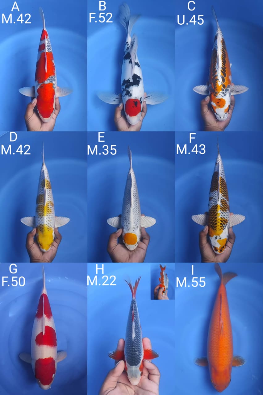 Lelang Koi Online, Jual Beli Ikan Koi, Pasar Koi Terbaik, Agen Lelang Koi, Penawaran Koi Berkualitas, Harga Jual Koi, Lelang Ikan Koi Import, Beli Koi Online, Jual Koi Murah, Koi Showroom, Penjual Koi Terpercaya, Lelang Koi Jakarta, Jual Koi Lokal, Koi Kualitas Unggul, Harga Terbaik Koi, Jual Koi Indukan, Lelang Ikan Hias Koi, Pasar Koi Indonesia, Beli Koi Berkualitas Tinggi, Koi Farm Terbesar, Jual Beli Koi Impor, Lelang Ikan Koi Kualitas Premium, Daftar Harga Koi Terbaru, Pusat Jual Beli Koi, Info Lelang Koi Hari Ini.