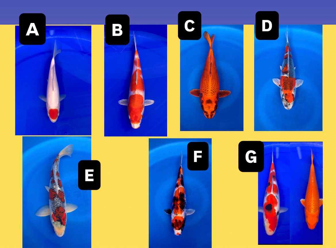 Lelang Koi Online, Jual Beli Ikan Koi, Pasar Koi Terbaik, Agen Lelang Koi, Penawaran Koi Berkualitas, Harga Jual Koi, Lelang Ikan Koi Import, Beli Koi Online, Jual Koi Murah, Koi Showroom, Penjual Koi Terpercaya, Lelang Koi Jakarta, Jual Koi Lokal, Koi Kualitas Unggul, Harga Terbaik Koi, Jual Koi Indukan, Lelang Ikan Hias Koi, Pasar Koi Indonesia, Beli Koi Berkualitas Tinggi, Koi Farm Terbesar, Jual Beli Koi Impor, Lelang Ikan Koi Kualitas Premium, Daftar Harga Koi Terbaru, Pusat Jual Beli Koi, Info Lelang Koi Hari Ini.