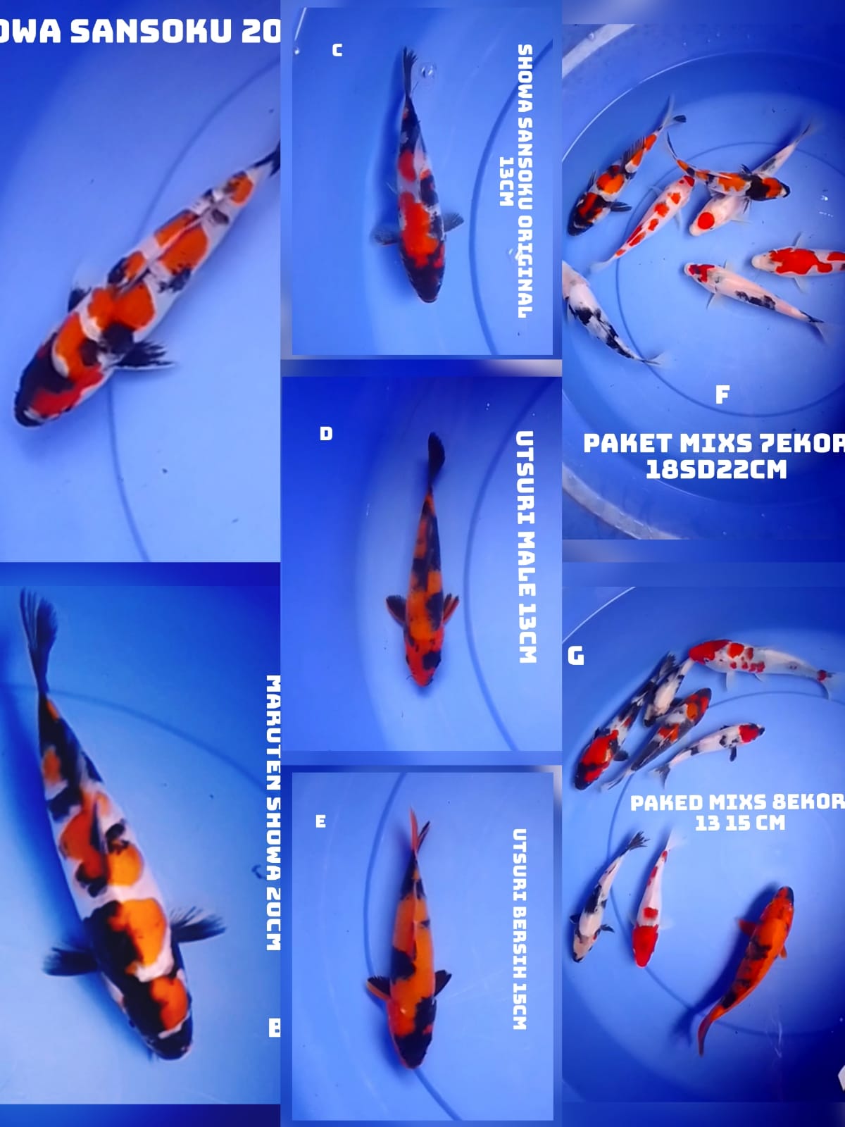 Lelang Koi Online, Jual Beli Ikan Koi, Pasar Koi Terbaik, Agen Lelang Koi, Penawaran Koi Berkualitas, Harga Jual Koi, Lelang Ikan Koi Import, Beli Koi Online, Jual Koi Murah, Koi Showroom, Penjual Koi Terpercaya, Lelang Koi Jakarta, Jual Koi Lokal, Koi Kualitas Unggul, Harga Terbaik Koi, Jual Koi Indukan, Lelang Ikan Hias Koi, Pasar Koi Indonesia, Beli Koi Berkualitas Tinggi, Koi Farm Terbesar, Jual Beli Koi Impor, Lelang Ikan Koi Kualitas Premium, Daftar Harga Koi Terbaru, Pusat Jual Beli Koi, Info Lelang Koi Hari Ini.