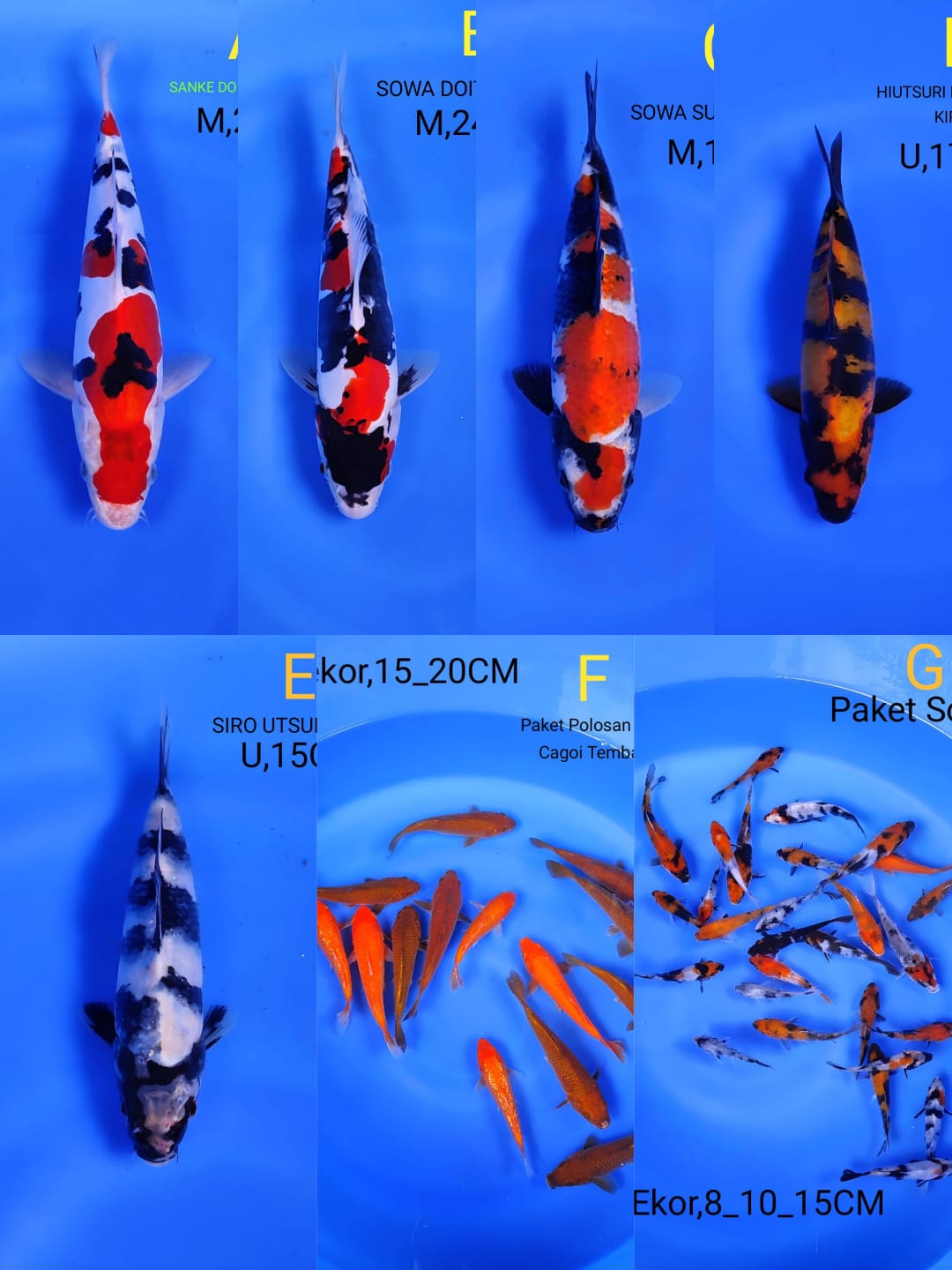 Lelang Koi Online, Jual Beli Ikan Koi, Pasar Koi Terbaik, Agen Lelang Koi, Penawaran Koi Berkualitas, Harga Jual Koi, Lelang Ikan Koi Import, Beli Koi Online, Jual Koi Murah, Koi Showroom, Penjual Koi Terpercaya, Lelang Koi Jakarta, Jual Koi Lokal, Koi Kualitas Unggul, Harga Terbaik Koi, Jual Koi Indukan, Lelang Ikan Hias Koi, Pasar Koi Indonesia, Beli Koi Berkualitas Tinggi, Koi Farm Terbesar, Jual Beli Koi Impor, Lelang Ikan Koi Kualitas Premium, Daftar Harga Koi Terbaru, Pusat Jual Beli Koi, Info Lelang Koi Hari Ini.
