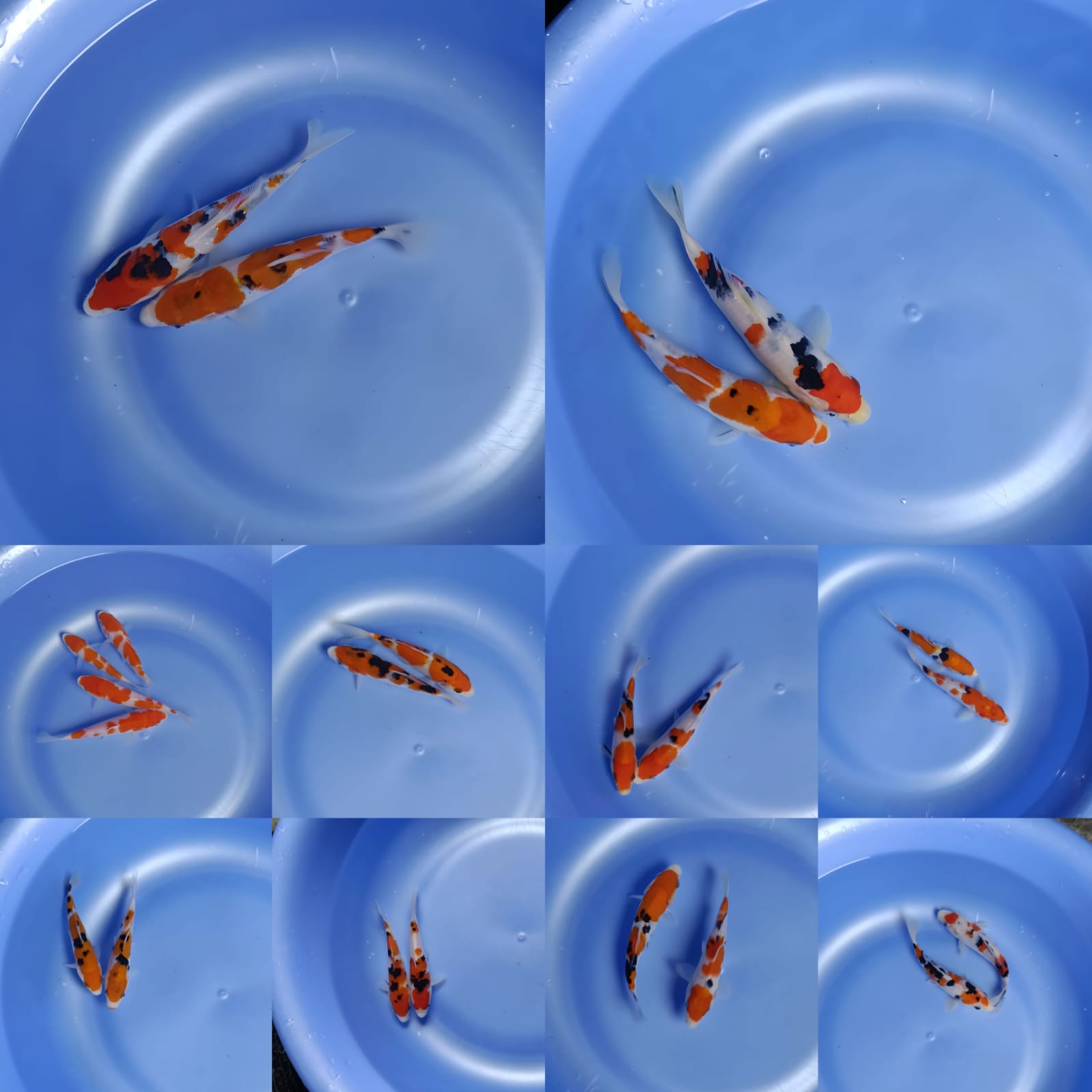 Lelang Koi Online, Jual Beli Ikan Koi, Pasar Koi Terbaik, Agen Lelang Koi, Penawaran Koi Berkualitas, Harga Jual Koi, Lelang Ikan Koi Import, Beli Koi Online, Jual Koi Murah, Koi Showroom, Penjual Koi Terpercaya, Lelang Koi Jakarta, Jual Koi Lokal, Koi Kualitas Unggul, Harga Terbaik Koi, Jual Koi Indukan, Lelang Ikan Hias Koi, Pasar Koi Indonesia, Beli Koi Berkualitas Tinggi, Koi Farm Terbesar, Jual Beli Koi Impor, Lelang Ikan Koi Kualitas Premium, Daftar Harga Koi Terbaru, Pusat Jual Beli Koi, Info Lelang Koi Hari Ini.