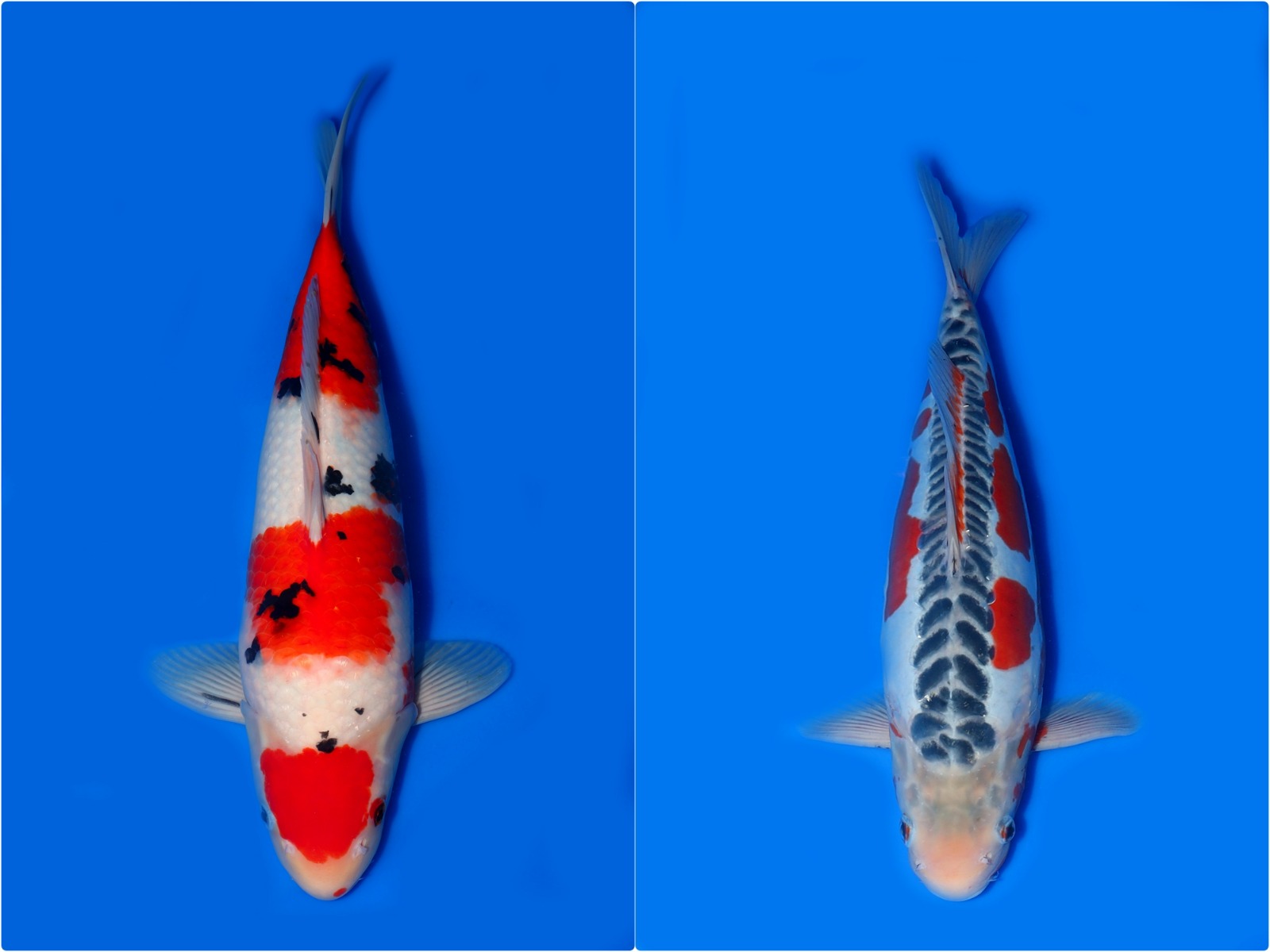 Lelang Koi Online, Jual Beli Ikan Koi, Pasar Koi Terbaik, Agen Lelang Koi, Penawaran Koi Berkualitas, Harga Jual Koi, Lelang Ikan Koi Import, Beli Koi Online, Jual Koi Murah, Koi Showroom, Penjual Koi Terpercaya, Lelang Koi Jakarta, Jual Koi Lokal, Koi Kualitas Unggul, Harga Terbaik Koi, Jual Koi Indukan, Lelang Ikan Hias Koi, Pasar Koi Indonesia, Beli Koi Berkualitas Tinggi, Koi Farm Terbesar, Jual Beli Koi Impor, Lelang Ikan Koi Kualitas Premium, Daftar Harga Koi Terbaru, Pusat Jual Beli Koi, Info Lelang Koi Hari Ini.