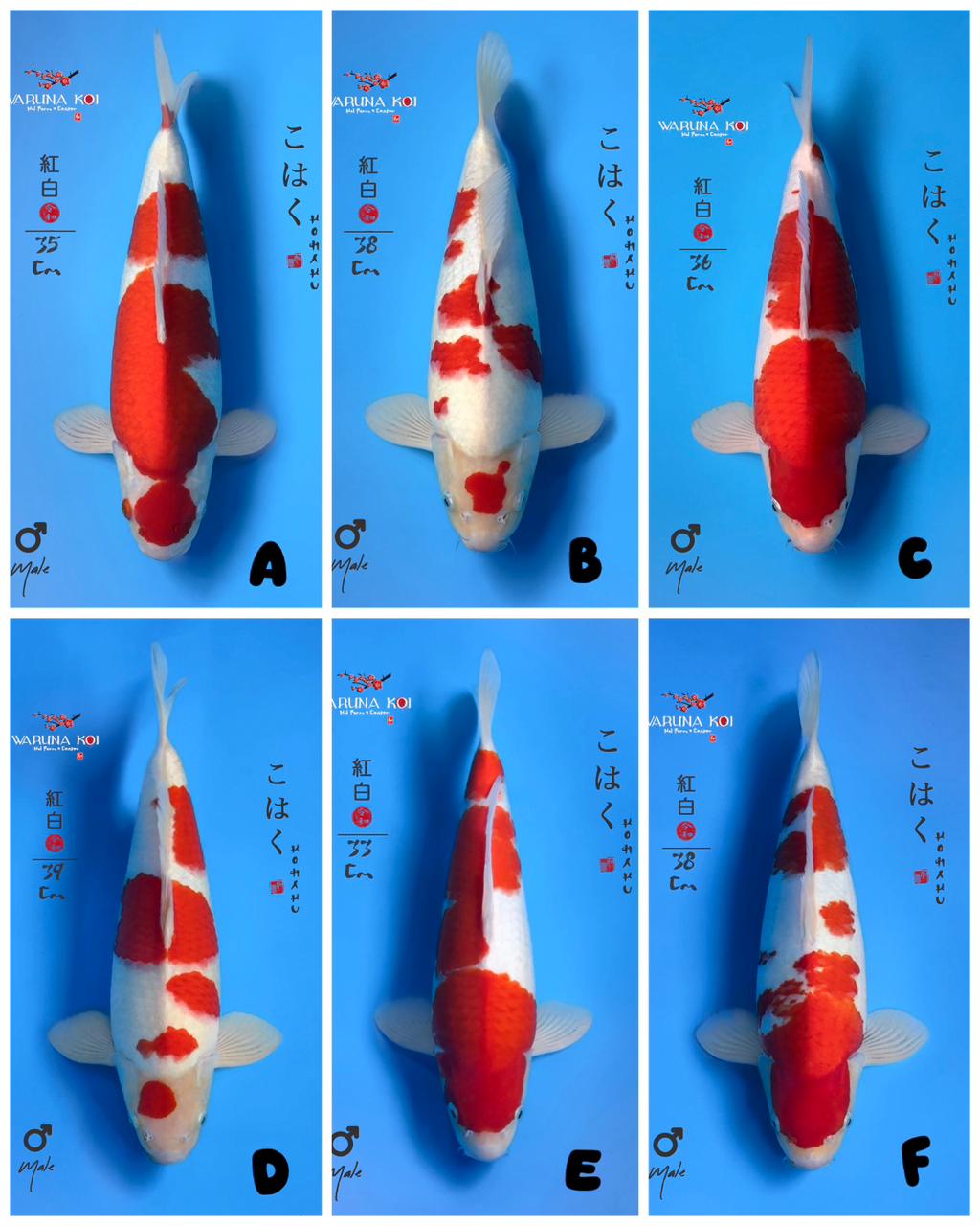 Lelang Koi Online, Jual Beli Ikan Koi, Pasar Koi Terbaik, Agen Lelang Koi, Penawaran Koi Berkualitas, Harga Jual Koi, Lelang Ikan Koi Import, Beli Koi Online, Jual Koi Murah, Koi Showroom, Penjual Koi Terpercaya, Lelang Koi Jakarta, Jual Koi Lokal, Koi Kualitas Unggul, Harga Terbaik Koi, Jual Koi Indukan, Lelang Ikan Hias Koi, Pasar Koi Indonesia, Beli Koi Berkualitas Tinggi, Koi Farm Terbesar, Jual Beli Koi Impor, Lelang Ikan Koi Kualitas Premium, Daftar Harga Koi Terbaru, Pusat Jual Beli Koi, Info Lelang Koi Hari Ini.