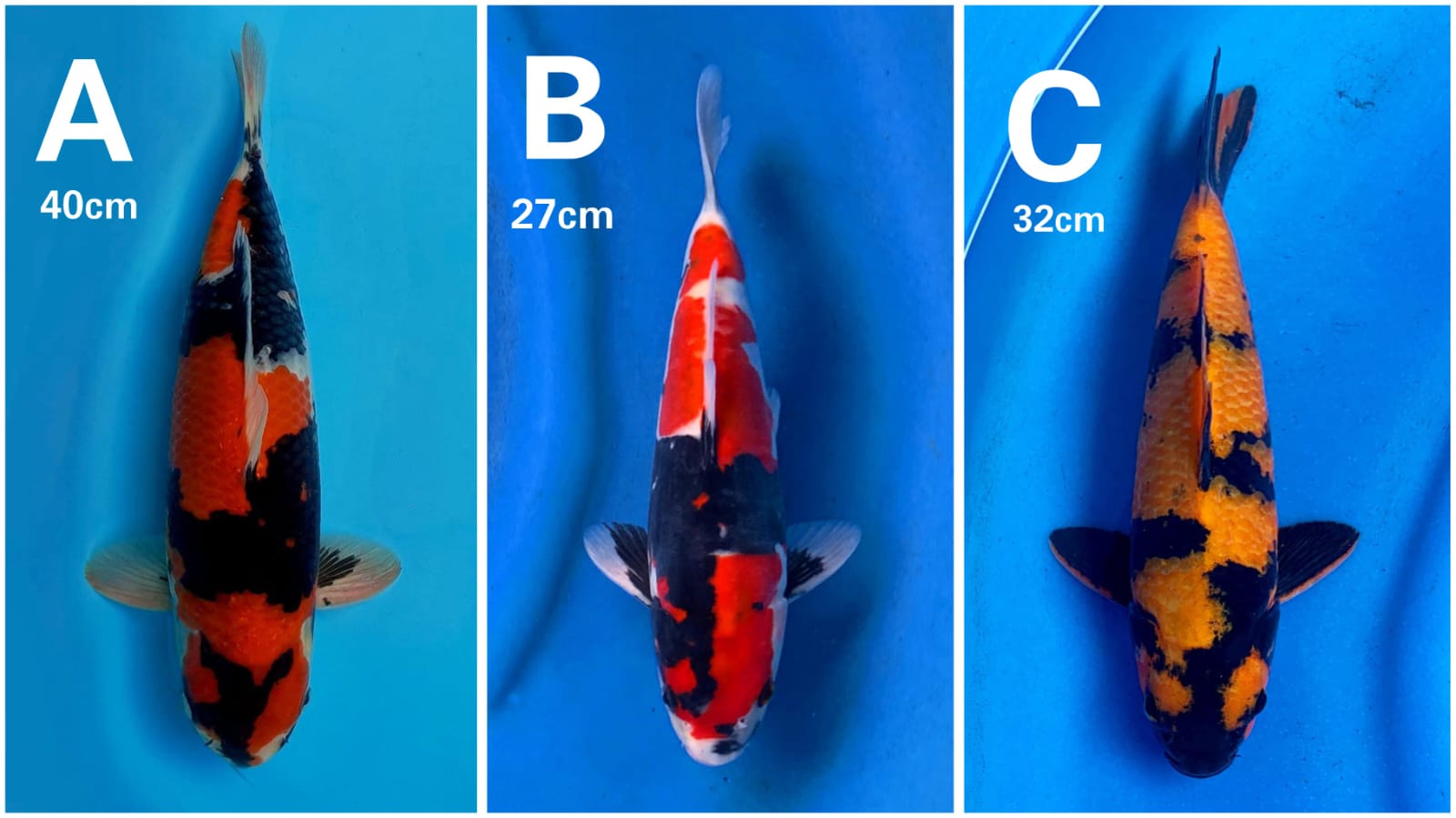 Lelang Koi Online, Jual Beli Ikan Koi, Pasar Koi Terbaik, Agen Lelang Koi, Penawaran Koi Berkualitas, Harga Jual Koi, Lelang Ikan Koi Import, Beli Koi Online, Jual Koi Murah, Koi Showroom, Penjual Koi Terpercaya, Lelang Koi Jakarta, Jual Koi Lokal, Koi Kualitas Unggul, Harga Terbaik Koi, Jual Koi Indukan, Lelang Ikan Hias Koi, Pasar Koi Indonesia, Beli Koi Berkualitas Tinggi, Koi Farm Terbesar, Jual Beli Koi Impor, Lelang Ikan Koi Kualitas Premium, Daftar Harga Koi Terbaru, Pusat Jual Beli Koi, Info Lelang Koi Hari Ini.