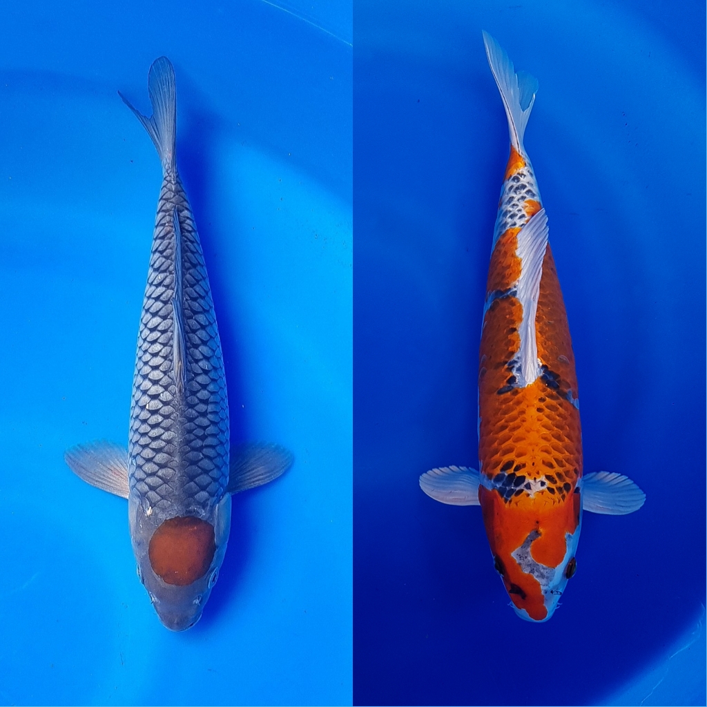 Lelang Koi Online, Jual Beli Ikan Koi, Pasar Koi Terbaik, Agen Lelang Koi, Penawaran Koi Berkualitas, Harga Jual Koi, Lelang Ikan Koi Import, Beli Koi Online, Jual Koi Murah, Koi Showroom, Penjual Koi Terpercaya, Lelang Koi Jakarta, Jual Koi Lokal, Koi Kualitas Unggul, Harga Terbaik Koi, Jual Koi Indukan, Lelang Ikan Hias Koi, Pasar Koi Indonesia, Beli Koi Berkualitas Tinggi, Koi Farm Terbesar, Jual Beli Koi Impor, Lelang Ikan Koi Kualitas Premium, Daftar Harga Koi Terbaru, Pusat Jual Beli Koi, Info Lelang Koi Hari Ini.