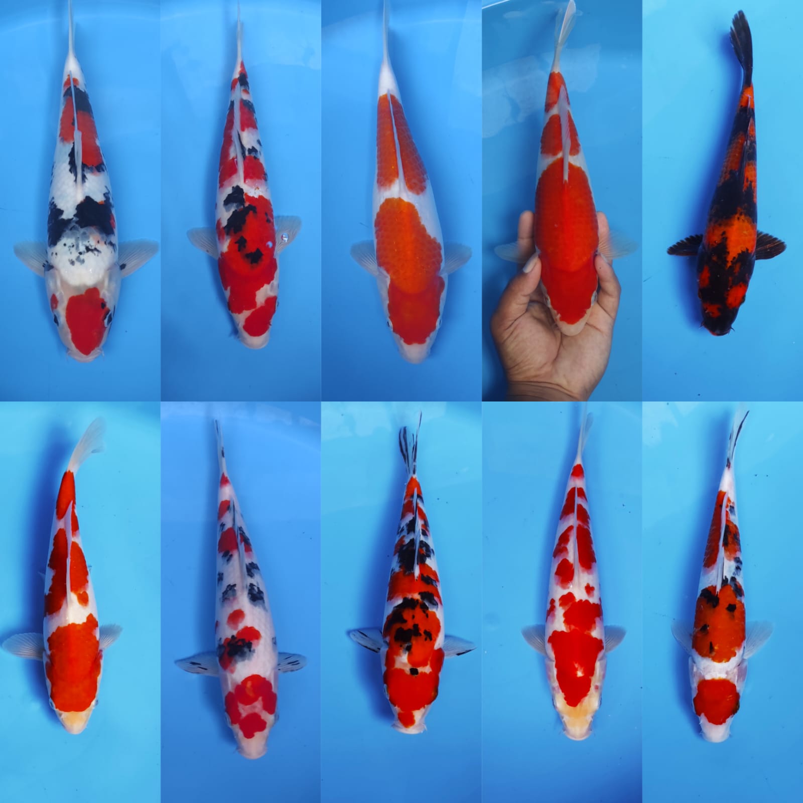 Lelang Koi Online, Jual Beli Ikan Koi, Pasar Koi Terbaik, Agen Lelang Koi, Penawaran Koi Berkualitas, Harga Jual Koi, Lelang Ikan Koi Import, Beli Koi Online, Jual Koi Murah, Koi Showroom, Penjual Koi Terpercaya, Lelang Koi Jakarta, Jual Koi Lokal, Koi Kualitas Unggul, Harga Terbaik Koi, Jual Koi Indukan, Lelang Ikan Hias Koi, Pasar Koi Indonesia, Beli Koi Berkualitas Tinggi, Koi Farm Terbesar, Jual Beli Koi Impor, Lelang Ikan Koi Kualitas Premium, Daftar Harga Koi Terbaru, Pusat Jual Beli Koi, Info Lelang Koi Hari Ini.