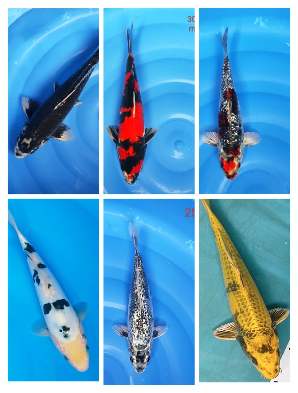 Lelang Koi Online, Jual Beli Ikan Koi, Pasar Koi Terbaik, Agen Lelang Koi, Penawaran Koi Berkualitas, Harga Jual Koi, Lelang Ikan Koi Import, Beli Koi Online, Jual Koi Murah, Koi Showroom, Penjual Koi Terpercaya, Lelang Koi Jakarta, Jual Koi Lokal, Koi Kualitas Unggul, Harga Terbaik Koi, Jual Koi Indukan, Lelang Ikan Hias Koi, Pasar Koi Indonesia, Beli Koi Berkualitas Tinggi, Koi Farm Terbesar, Jual Beli Koi Impor, Lelang Ikan Koi Kualitas Premium, Daftar Harga Koi Terbaru, Pusat Jual Beli Koi, Info Lelang Koi Hari Ini.