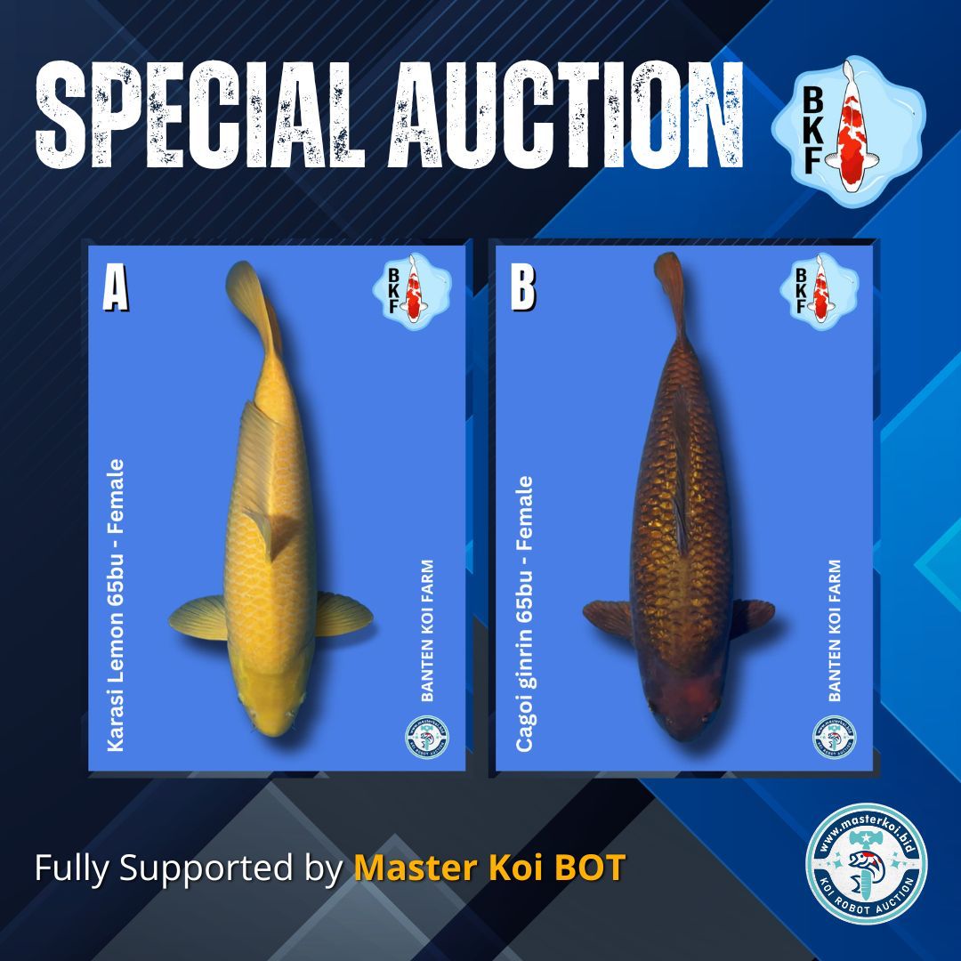 Lelang Koi Online, Jual Beli Ikan Koi, Pasar Koi Terbaik, Agen Lelang Koi, Penawaran Koi Berkualitas, Harga Jual Koi, Lelang Ikan Koi Import, Beli Koi Online, Jual Koi Murah, Koi Showroom, Penjual Koi Terpercaya, Lelang Koi Jakarta, Jual Koi Lokal, Koi Kualitas Unggul, Harga Terbaik Koi, Jual Koi Indukan, Lelang Ikan Hias Koi, Pasar Koi Indonesia, Beli Koi Berkualitas Tinggi, Koi Farm Terbesar, Jual Beli Koi Impor, Lelang Ikan Koi Kualitas Premium, Daftar Harga Koi Terbaru, Pusat Jual Beli Koi, Info Lelang Koi Hari Ini.
