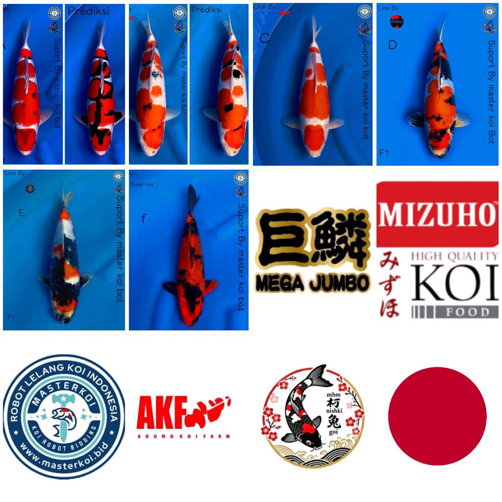 Lelang Koi Online, Jual Beli Ikan Koi, Pasar Koi Terbaik, Agen Lelang Koi, Penawaran Koi Berkualitas, Harga Jual Koi, Lelang Ikan Koi Import, Beli Koi Online, Jual Koi Murah, Koi Showroom, Penjual Koi Terpercaya, Lelang Koi Jakarta, Jual Koi Lokal, Koi Kualitas Unggul, Harga Terbaik Koi, Jual Koi Indukan, Lelang Ikan Hias Koi, Pasar Koi Indonesia, Beli Koi Berkualitas Tinggi, Koi Farm Terbesar, Jual Beli Koi Impor, Lelang Ikan Koi Kualitas Premium, Daftar Harga Koi Terbaru, Pusat Jual Beli Koi, Info Lelang Koi Hari Ini.