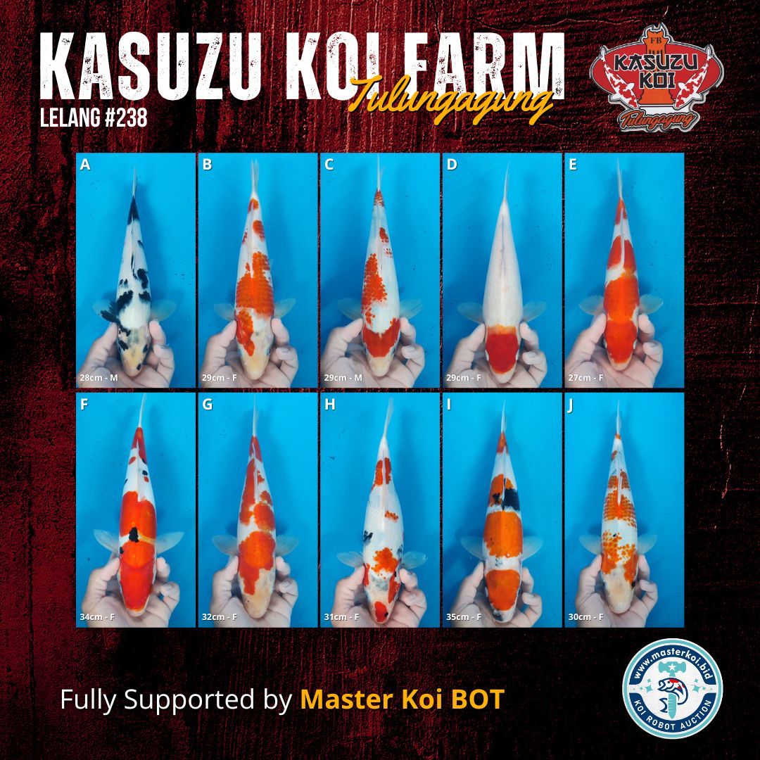 Lelang Koi Online, Jual Beli Ikan Koi, Pasar Koi Terbaik, Agen Lelang Koi, Penawaran Koi Berkualitas, Harga Jual Koi, Lelang Ikan Koi Import, Beli Koi Online, Jual Koi Murah, Koi Showroom, Penjual Koi Terpercaya, Lelang Koi Jakarta, Jual Koi Lokal, Koi Kualitas Unggul, Harga Terbaik Koi, Jual Koi Indukan, Lelang Ikan Hias Koi, Pasar Koi Indonesia, Beli Koi Berkualitas Tinggi, Koi Farm Terbesar, Jual Beli Koi Impor, Lelang Ikan Koi Kualitas Premium, Daftar Harga Koi Terbaru, Pusat Jual Beli Koi, Info Lelang Koi Hari Ini.