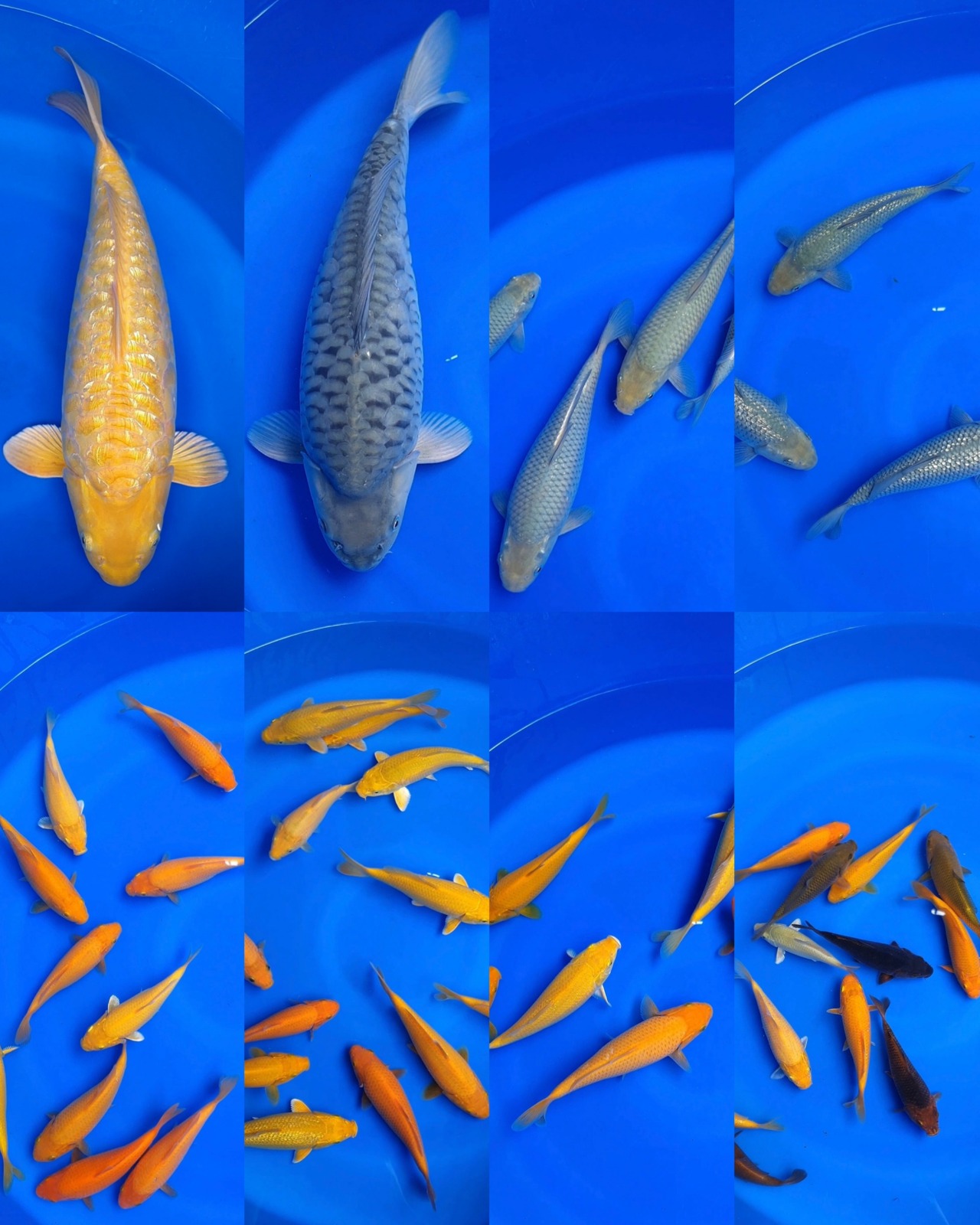 Lelang Koi Online, Jual Beli Ikan Koi, Pasar Koi Terbaik, Agen Lelang Koi, Penawaran Koi Berkualitas, Harga Jual Koi, Lelang Ikan Koi Import, Beli Koi Online, Jual Koi Murah, Koi Showroom, Penjual Koi Terpercaya, Lelang Koi Jakarta, Jual Koi Lokal, Koi Kualitas Unggul, Harga Terbaik Koi, Jual Koi Indukan, Lelang Ikan Hias Koi, Pasar Koi Indonesia, Beli Koi Berkualitas Tinggi, Koi Farm Terbesar, Jual Beli Koi Impor, Lelang Ikan Koi Kualitas Premium, Daftar Harga Koi Terbaru, Pusat Jual Beli Koi, Info Lelang Koi Hari Ini.