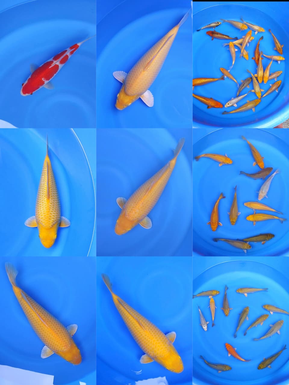 Lelang Koi Online, Jual Beli Ikan Koi, Pasar Koi Terbaik, Agen Lelang Koi, Penawaran Koi Berkualitas, Harga Jual Koi, Lelang Ikan Koi Import, Beli Koi Online, Jual Koi Murah, Koi Showroom, Penjual Koi Terpercaya, Lelang Koi Jakarta, Jual Koi Lokal, Koi Kualitas Unggul, Harga Terbaik Koi, Jual Koi Indukan, Lelang Ikan Hias Koi, Pasar Koi Indonesia, Beli Koi Berkualitas Tinggi, Koi Farm Terbesar, Jual Beli Koi Impor, Lelang Ikan Koi Kualitas Premium, Daftar Harga Koi Terbaru, Pusat Jual Beli Koi, Info Lelang Koi Hari Ini.